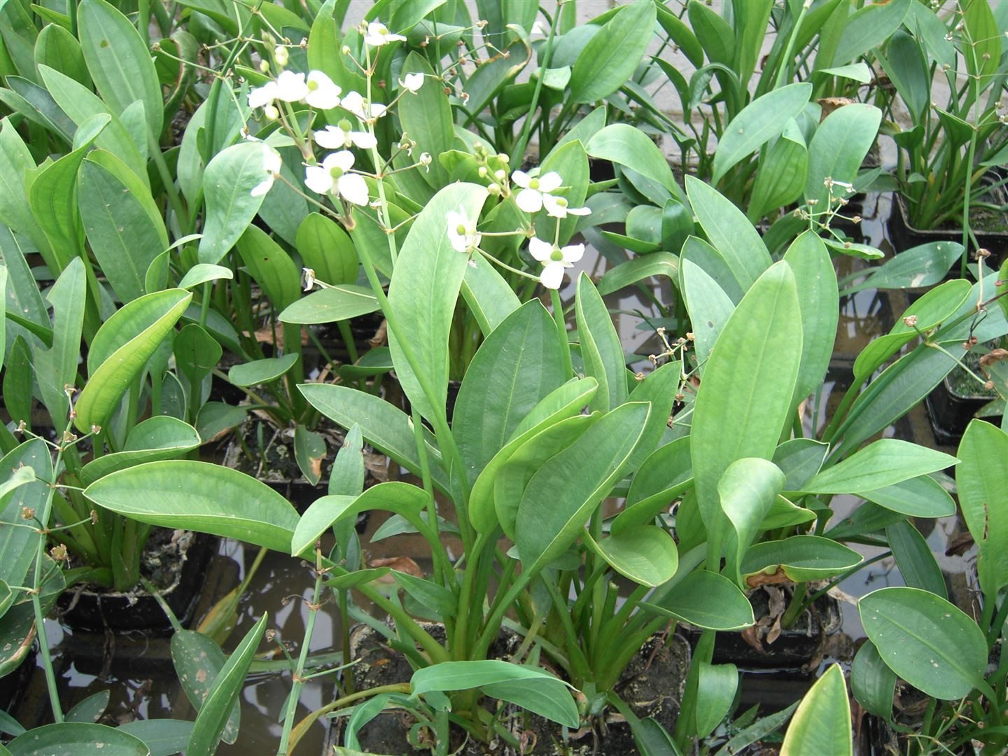 Pflanzen für Dich Staude Sagittaria graminea, 1 St., Grasblättriger Pfeilkraut, Grasblättriges Pfeilkraut