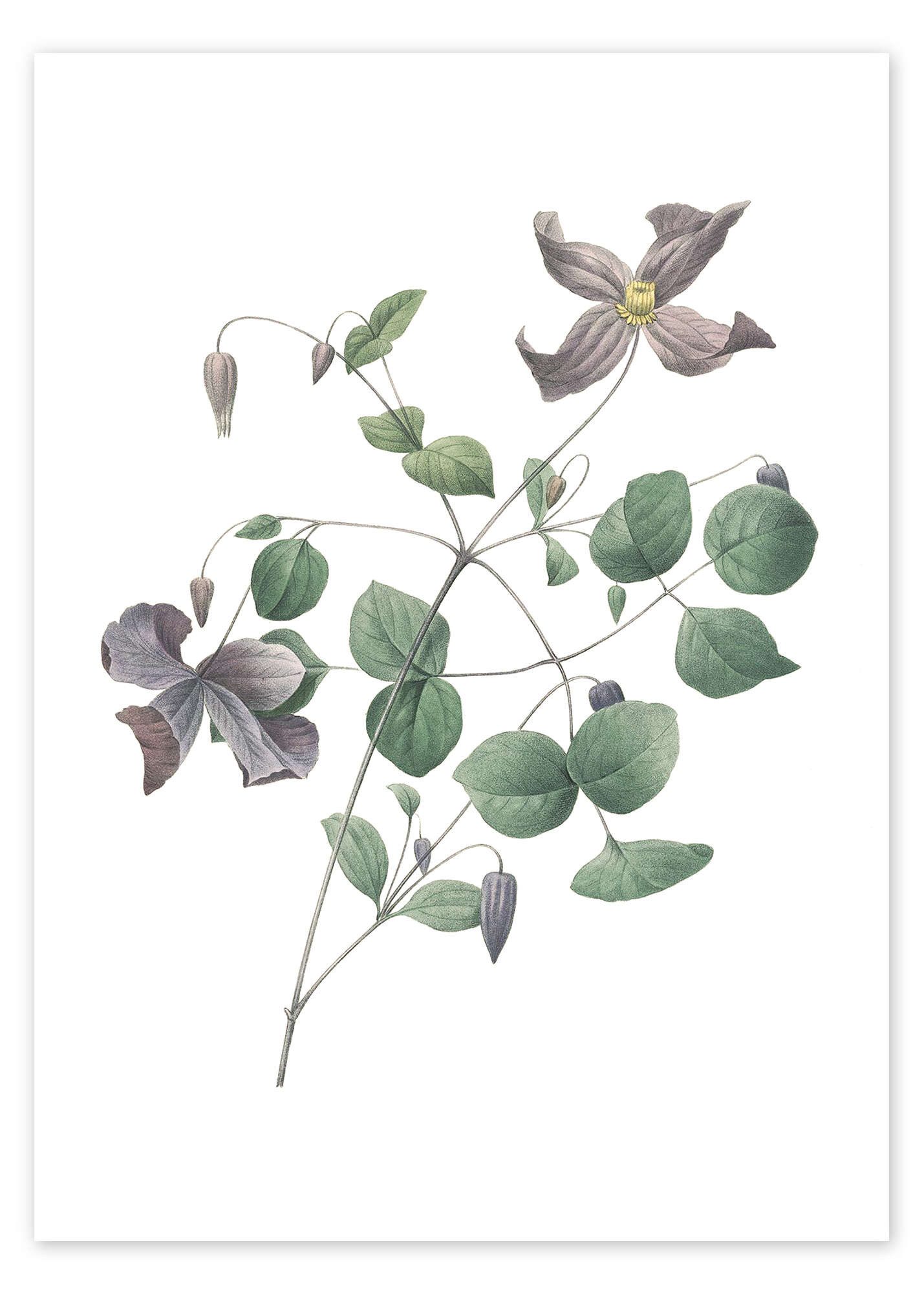 Posterlounge Wandbild Clematis, Pierre Joseph Redouté, erhältlich als Poster, Leinwandbild, Wandsticker oder Acrylglasbild