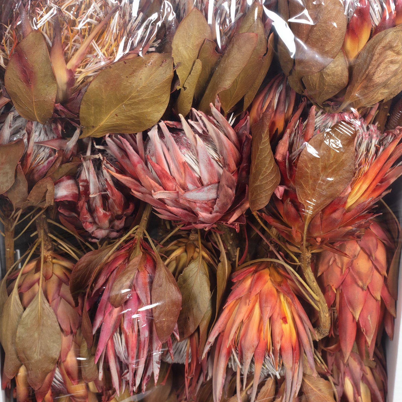 Trockenblume King Protea Cynaroides - 30 Stück - rot, Vosteen