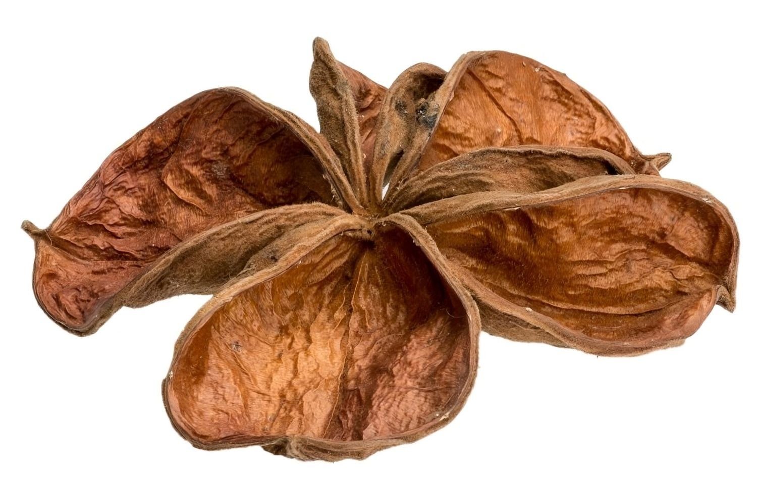 NaDeco Bastelnaturmaterial Landlotus Natur, Größe ca. 5-10cm Sterculia urens