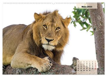 CALVENDO Wandkalender Raubkatzen - Löwe, Gepard, Leopard (Premium, hochwertiger DIN A2 Wandkalender 2023, Kunstdruck in Hochglanz)