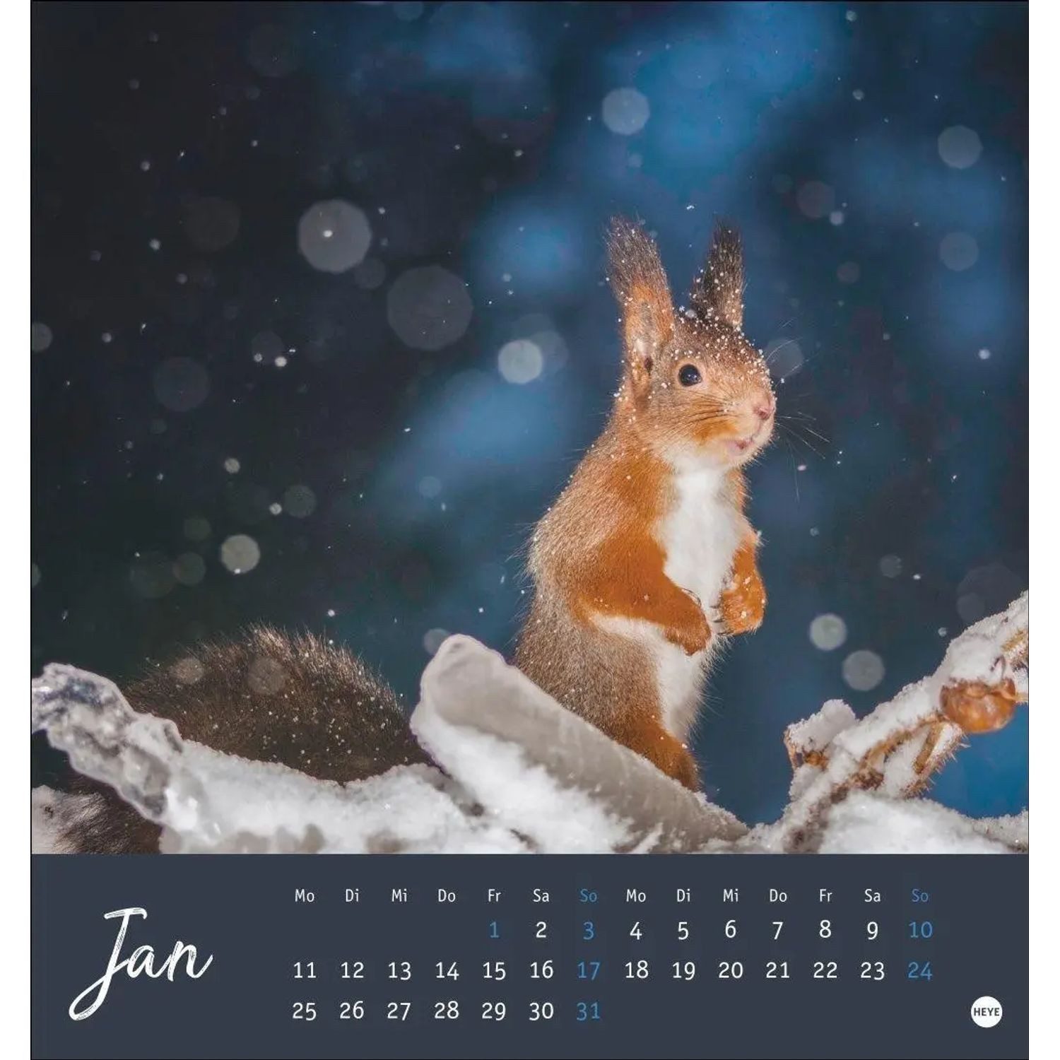 HEYE Wandkalender Eichhörnchen Postkartenkalender 2027