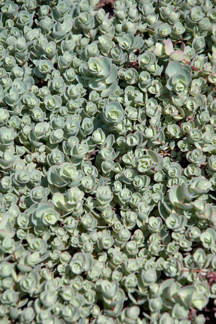 Pflanzen für Dich Staude Sedum cauticola Lidakense, 1 St., Fetthenne, Mauerpfeffer
