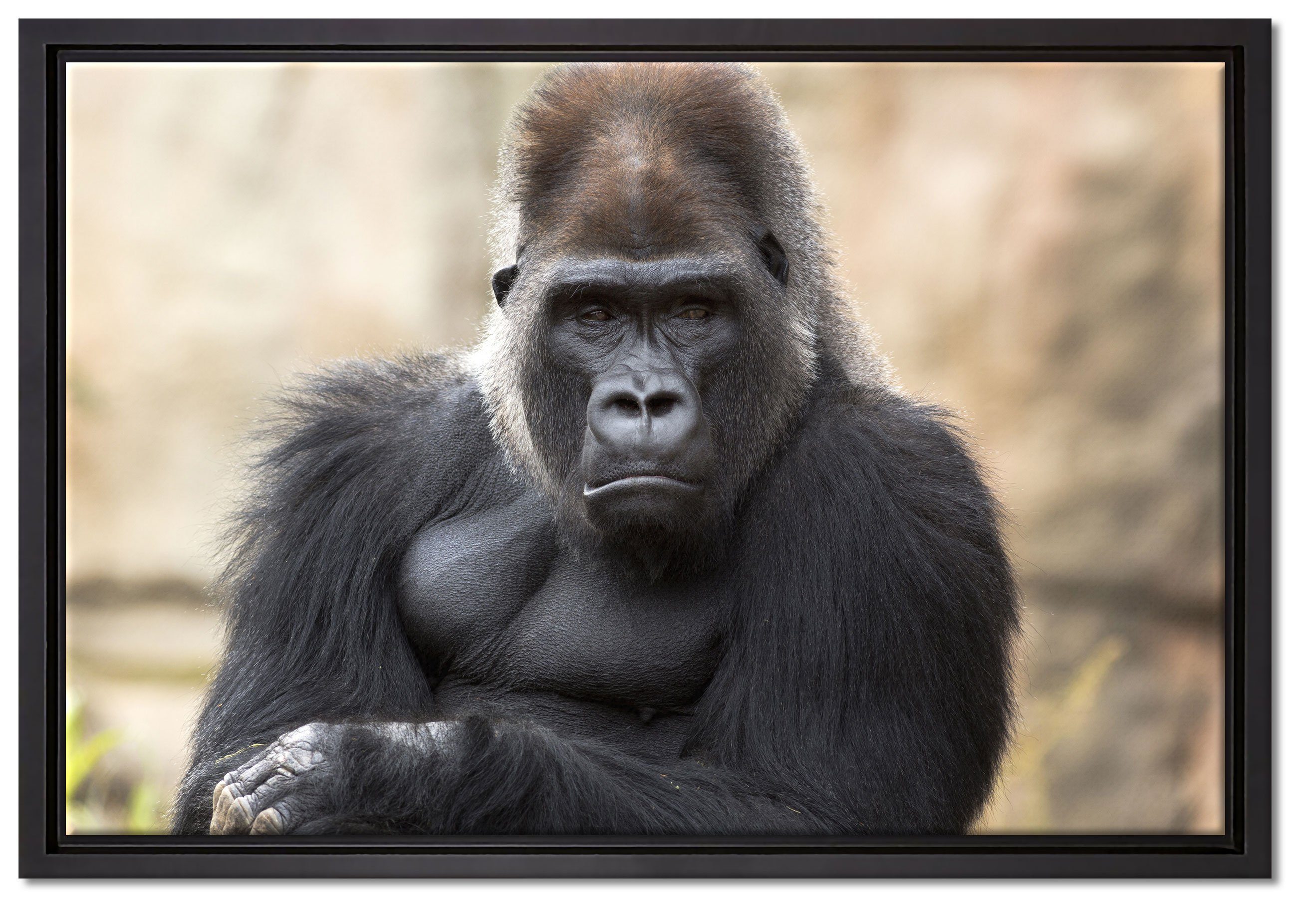 fertig Wanddekoration Pixxprint Gorilla, Zackenaufhänger gelangweilter gefasst, in Schattenfugen-Bilderrahmen bespannt, St), (1 Leinwandbild inkl. einem Leinwandbild