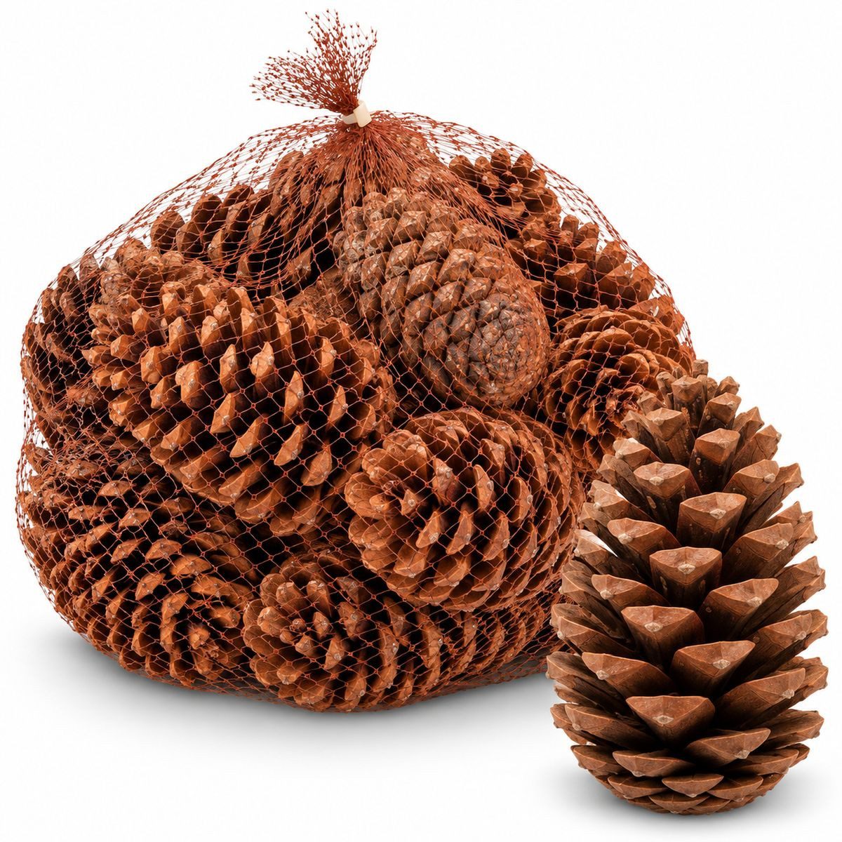 NaDeco Bastelnaturmaterial Maritima Zapfen, 14-18 cm, 20 Stück, Natur