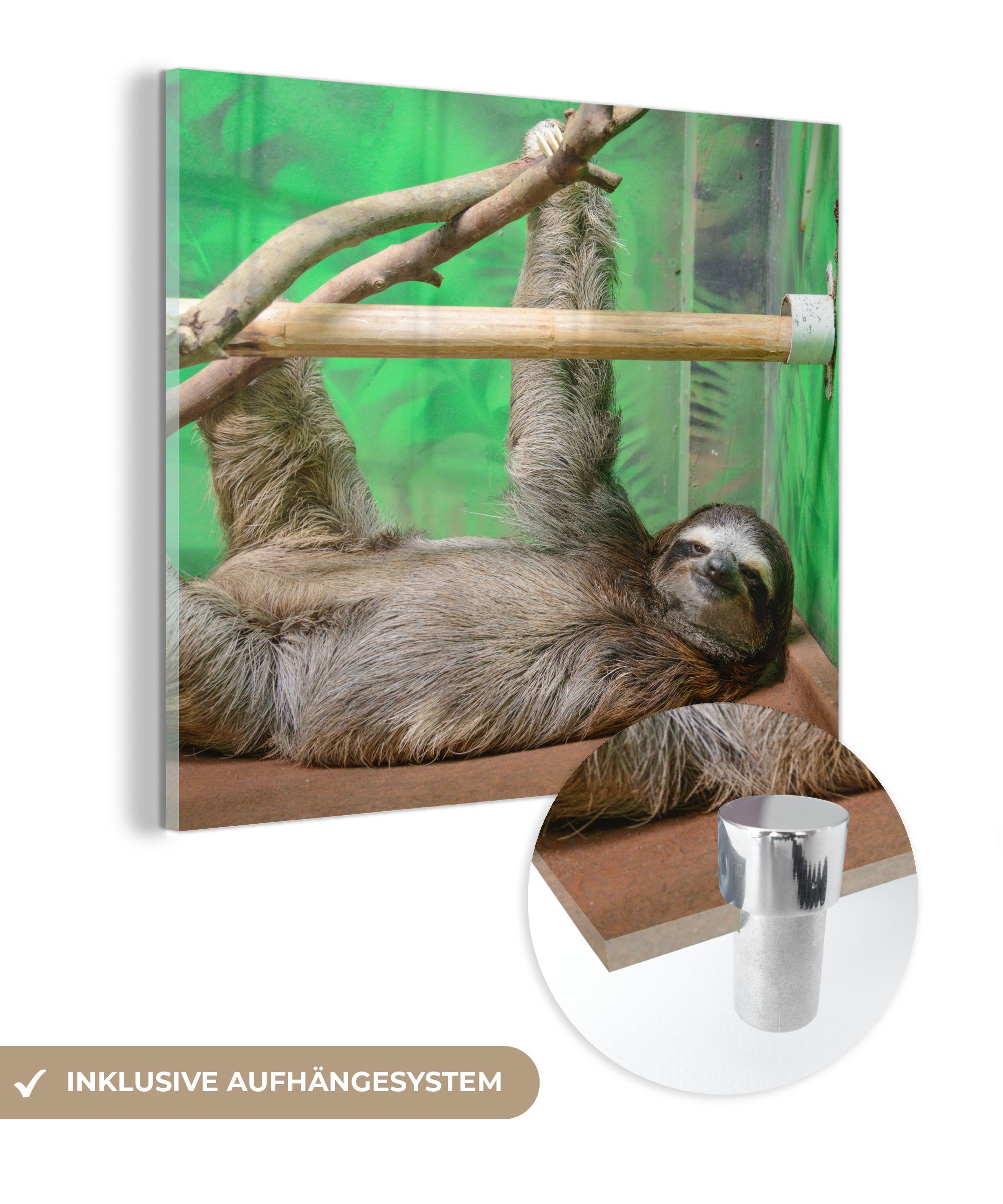 MuchoWow Acrylglasbild Ein Faultier, das auf einem Tisch im Zoo liegt, (1 St), Glasbilder - Bilder auf Glas Wandbild - Foto auf Glas - Wanddekoration | Bilder