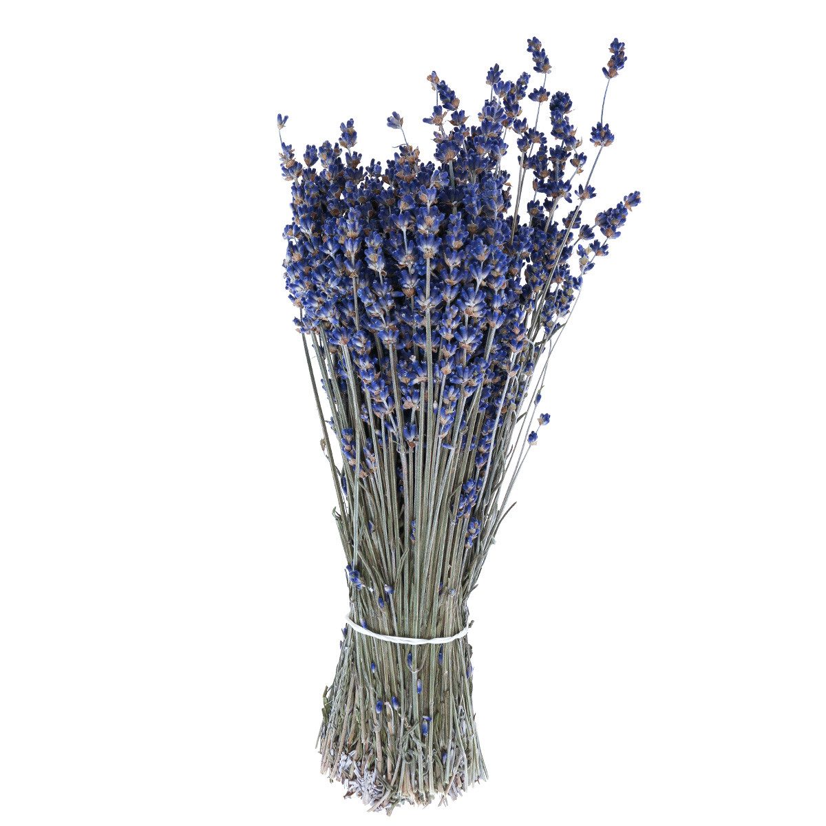 Trockenblume Getrockneter Lavendelstrauß Deko Trockenblume Blau 75g 25cm, V günstig online kaufen