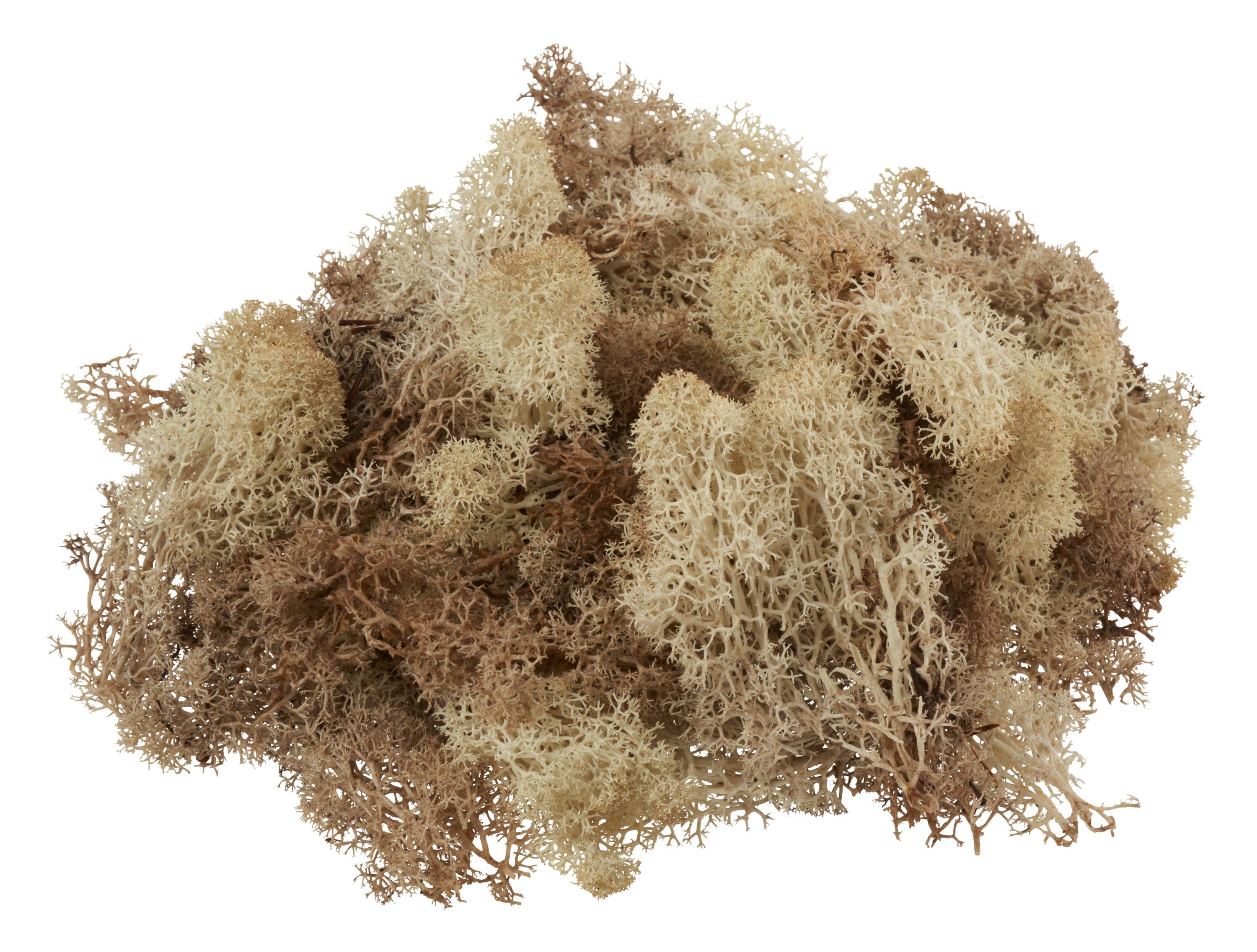 VBS Bastelmoos Island, 100 g