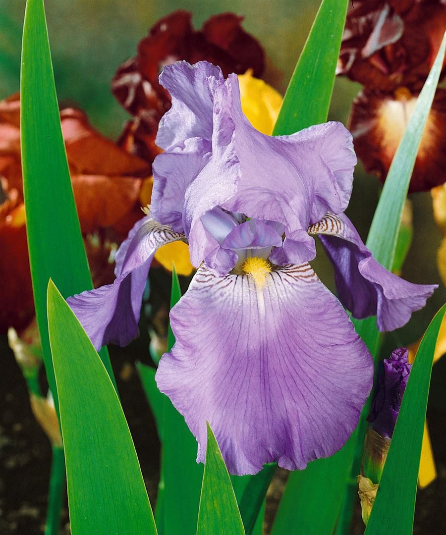 Pflanzen für Dich Staude Iris barb. Harbor Blue, 1 St., Bart-Iris, Schwertlilie