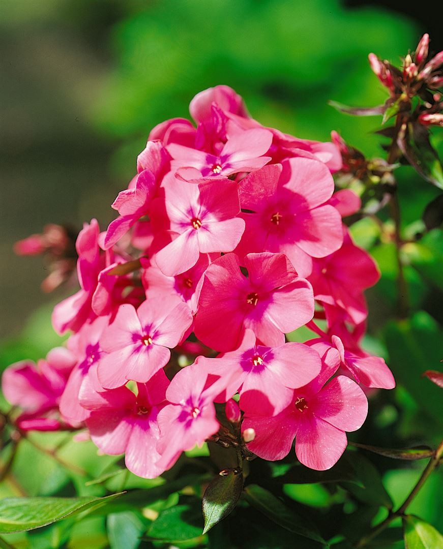 Pflanzen für Dich Staude Phlox arendsii Anja, 1 St., Flammenblume, Stauden-Phlox