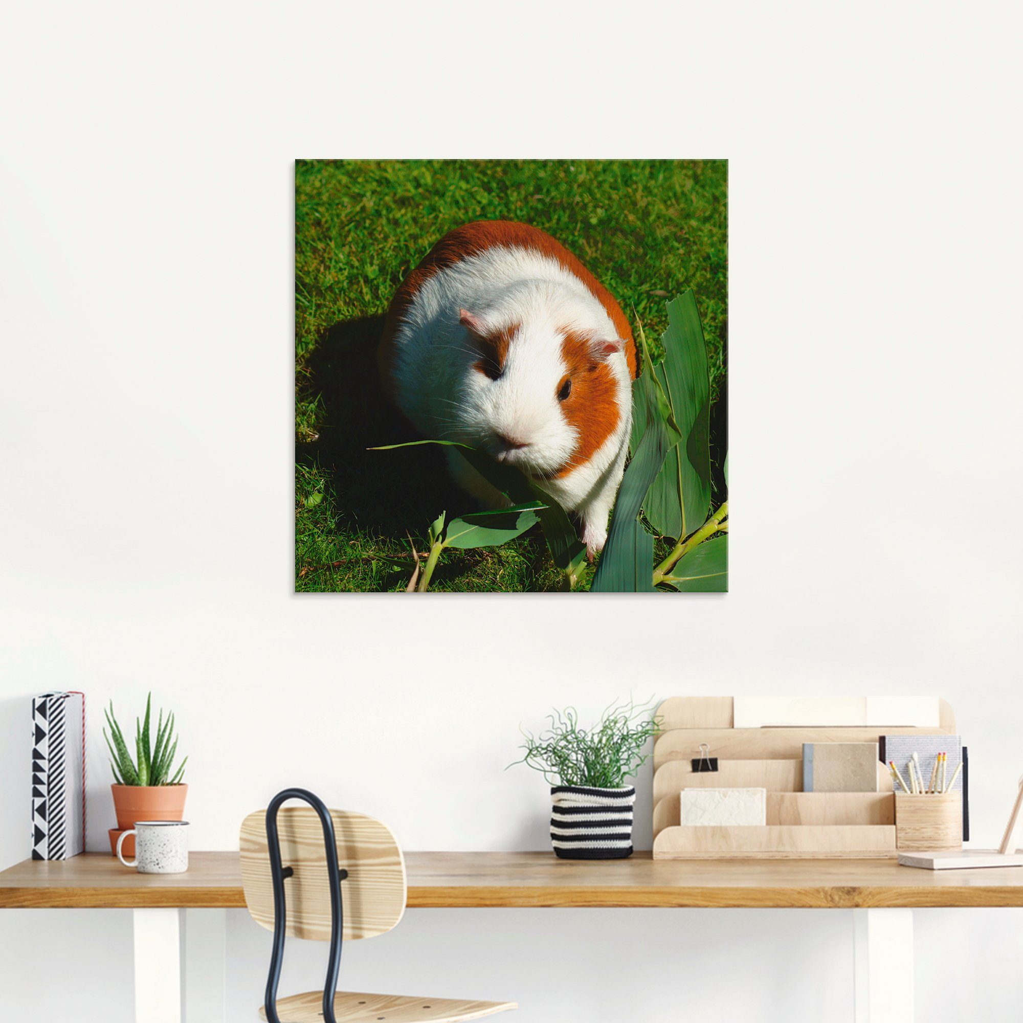 Glasbild Meerschweinchen, in Größen Haustiere weißes Artland (1 verschiedenen St), Orange