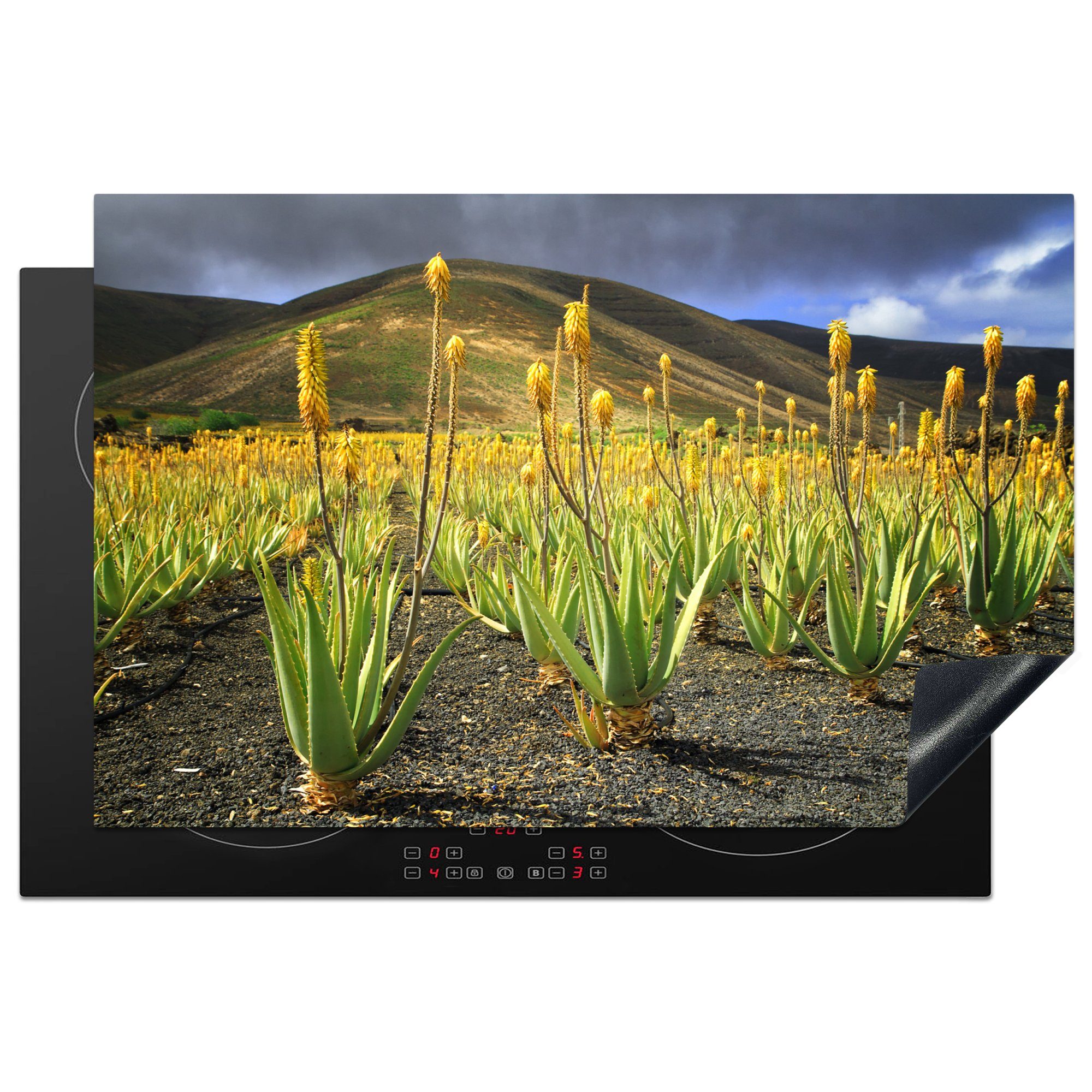 MuchoWow Herdblende-/Abdeckplatte Eine Aloe-Vera-Plantage auf Lanzarote, Vinyl, (1 tlg), 81x52 cm, Induktionskochfeld Schutz für die küche, Ceranfeldabdeckung