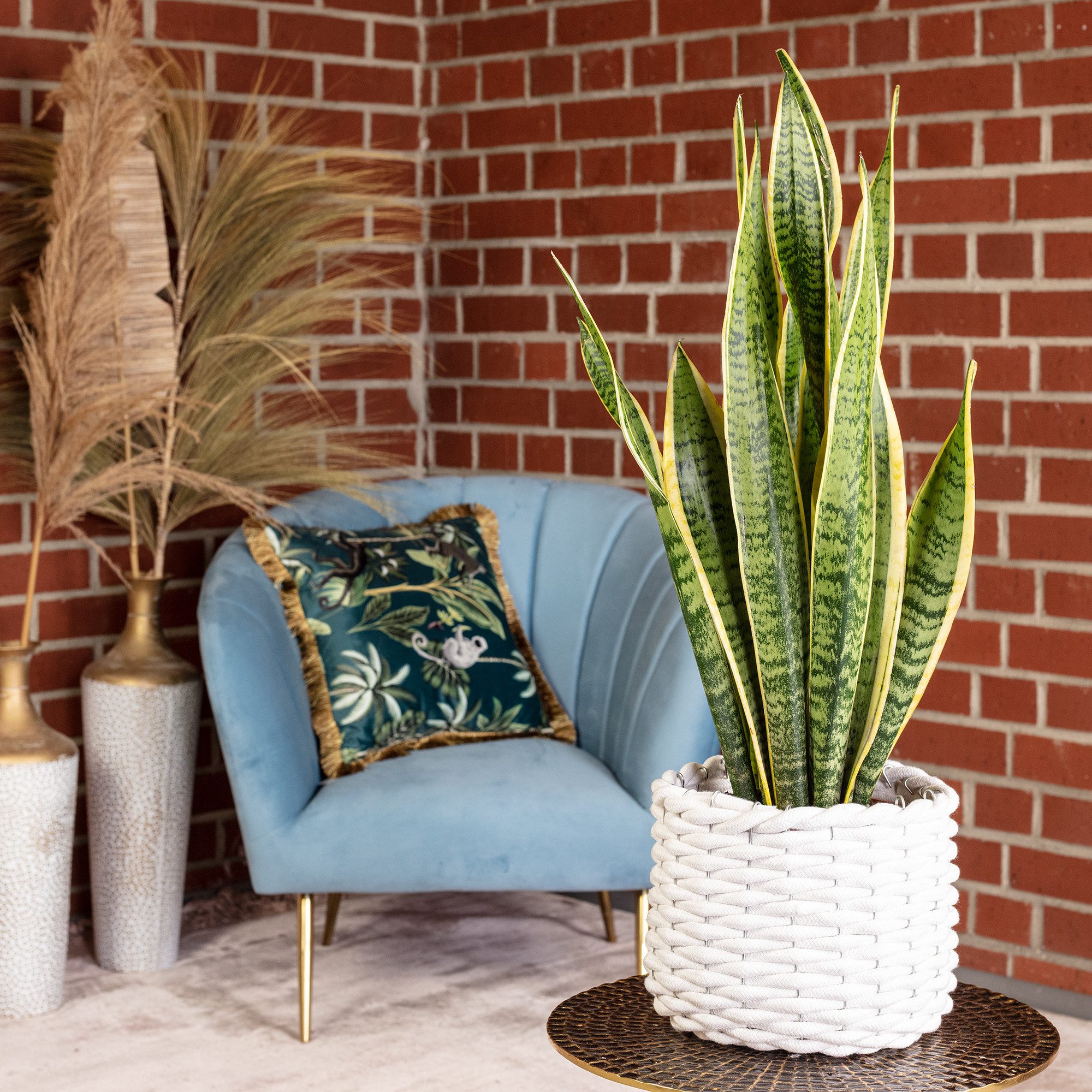 Flowerbox Zimmerpflanze Bogenhanf - Sansevieria trifasciata Laurentii, pflegeleicht - Höhe ca. 45 cm, Topf-Ø 14 cm