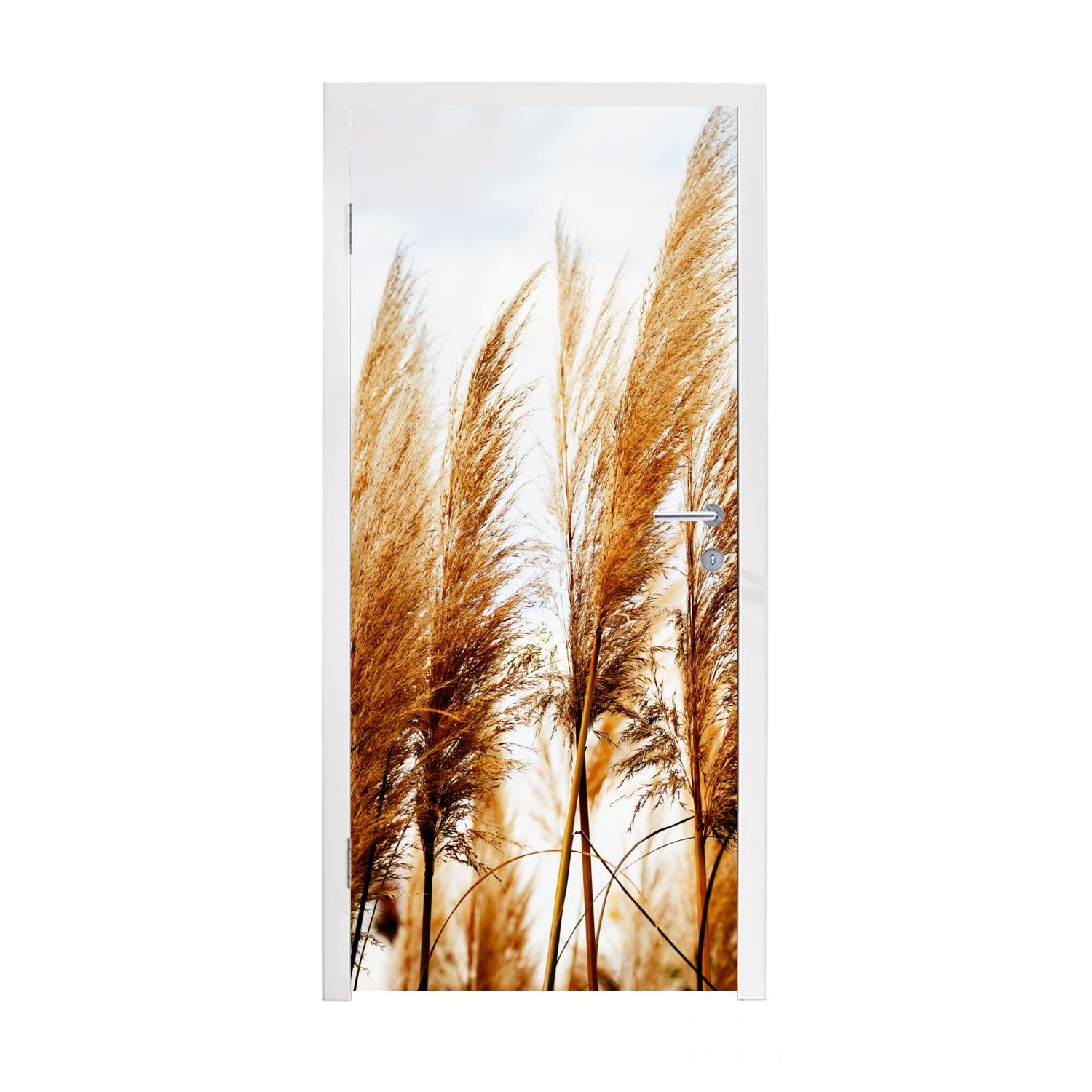 MuchoWow Türtapete Pampasgras cm Matt, (1 - 75x205 bedruckt, Fototapete Tür, Türaufkleber, - Gras, St), für Sonne