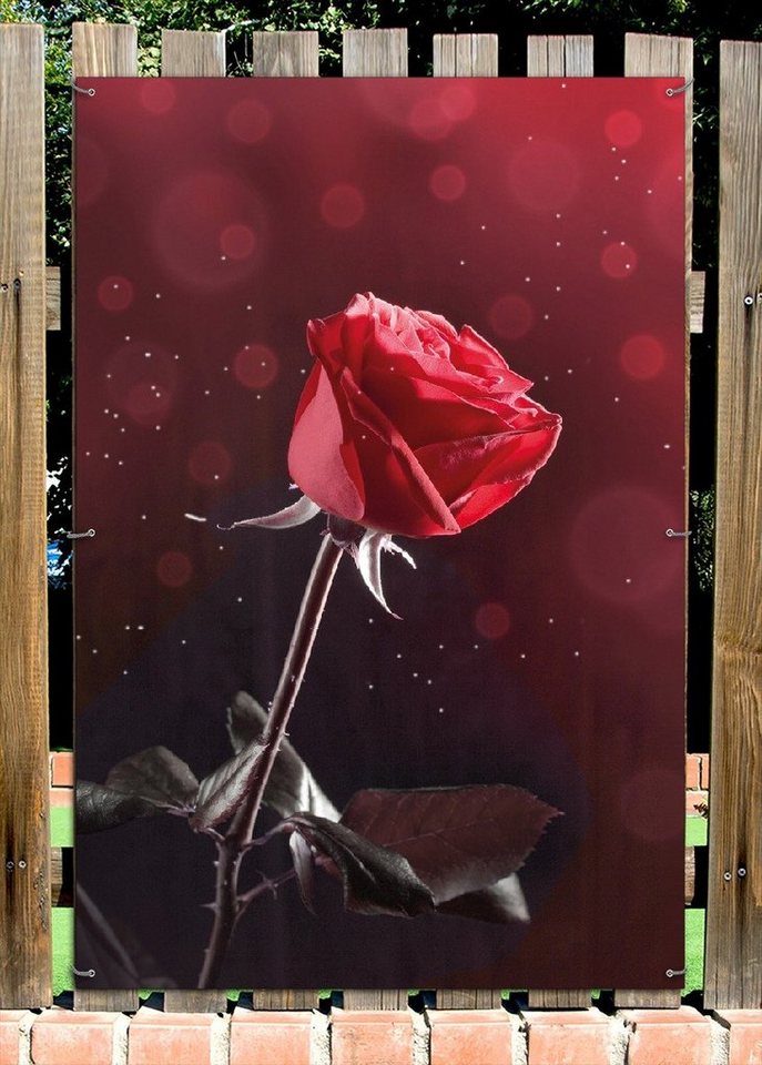 Thumbnail - Wallario Sichtschutzzaunmatten Rote Rose Single