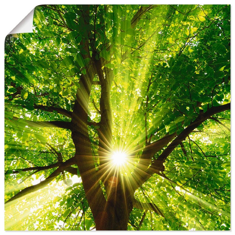 Artland Wandbild Sonne strahlt explosiv durch den Baum, Bäume (1 St), als  Alubild, Leinwandbild, Wandaufkleber oder Poster in versch. Größen