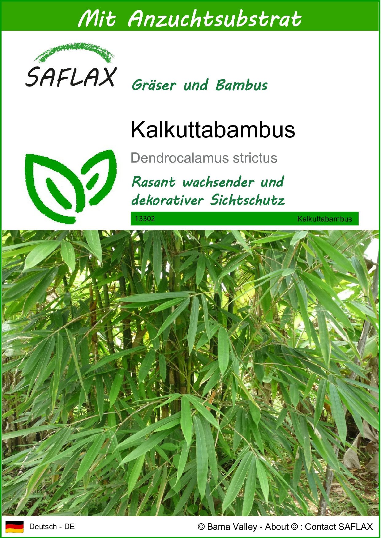 Blumensamen SAFLAX - Samen und Substrat - Kalkuttabambus