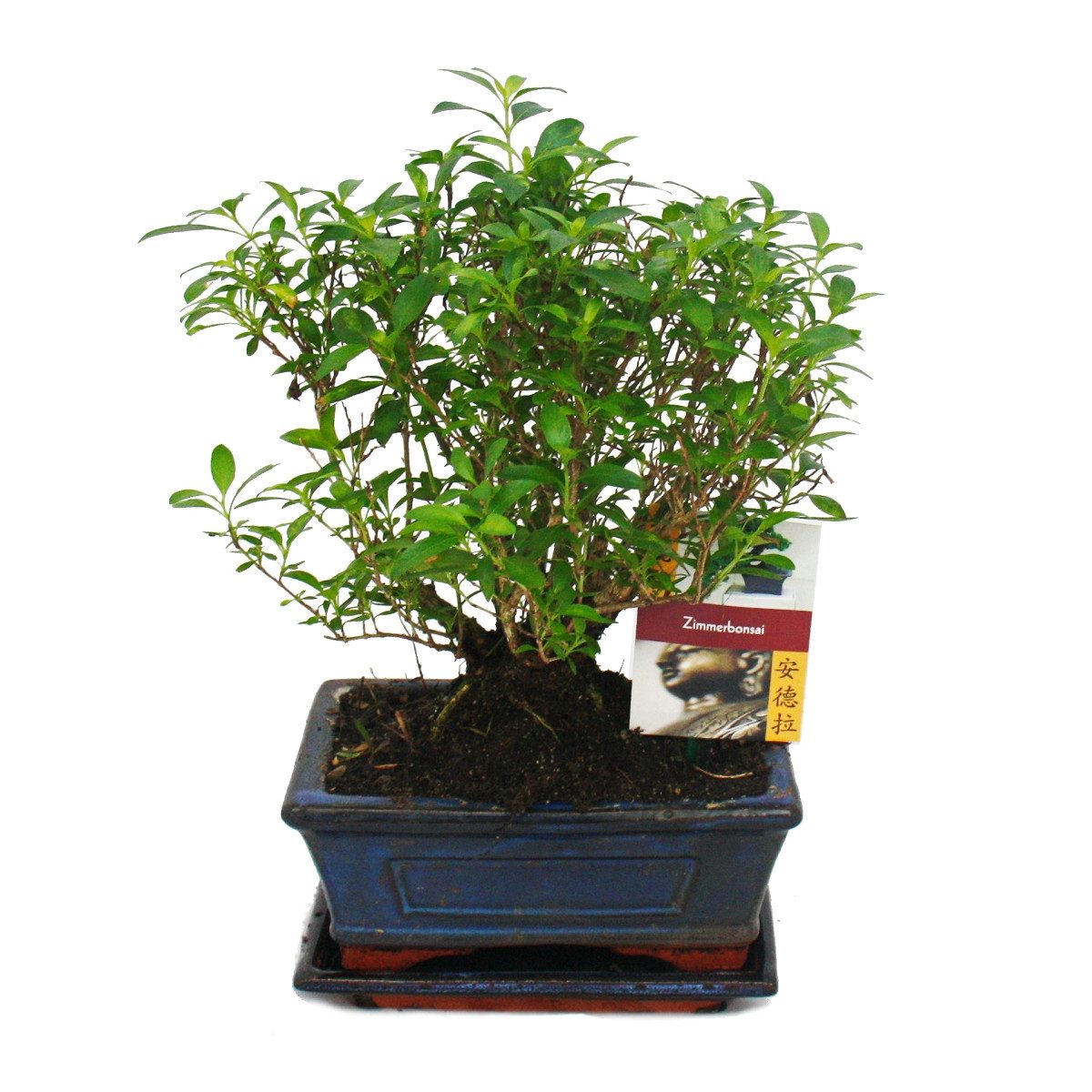 Exotenherz Zimmerpflanze Bonsai - Serissa - Junischnee - Kugel-Form - ca. 6 Jahre