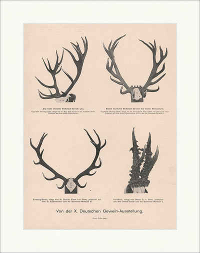 Kunstdruck Von der X. Deutschen Geweih-Ausstellung Jagd Trophäen Rothirsch F_Vint, (1 St)