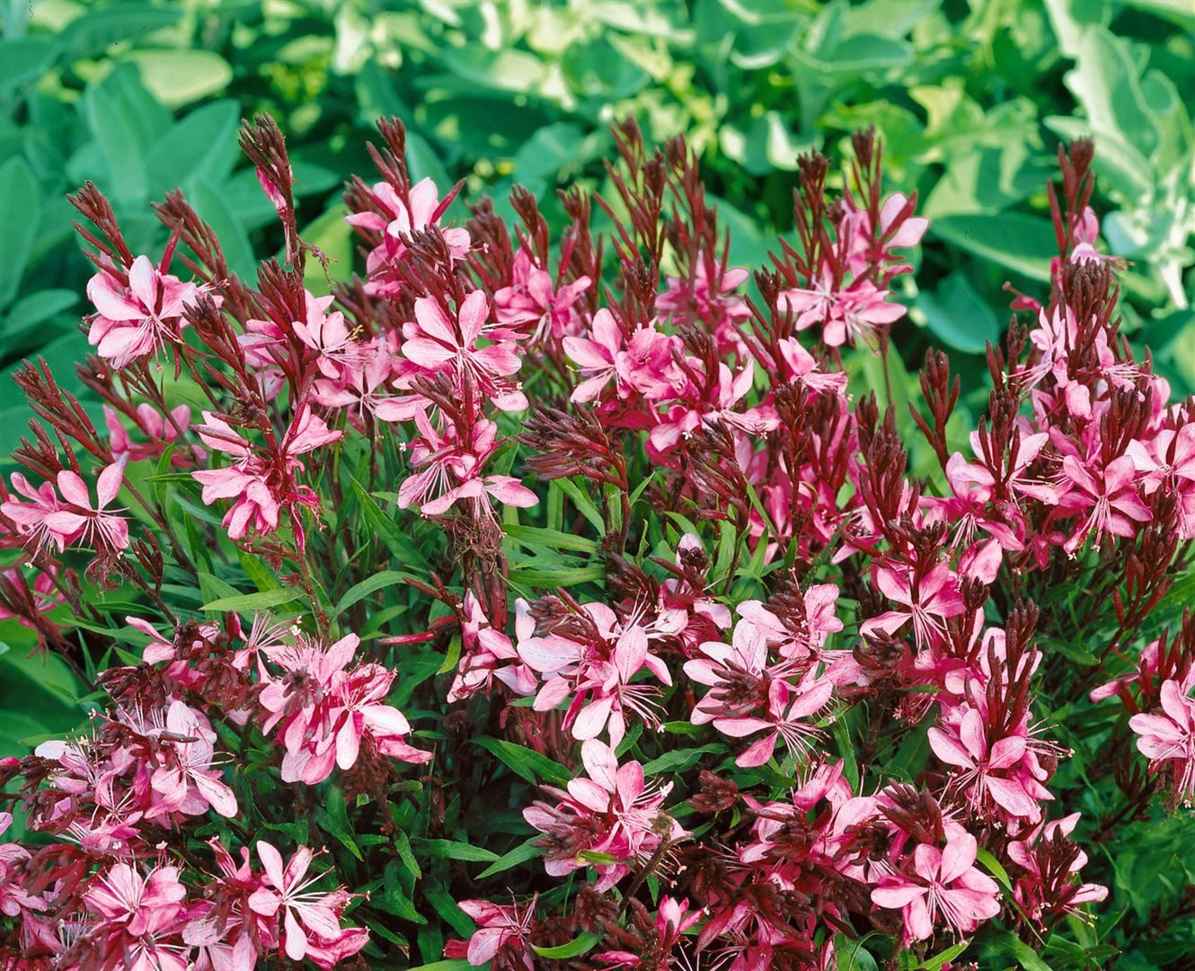 Pflanzen für Dich Staude Gaura lind. Cherry Brandy, 1 St., Prachtkerze, Präriekerze