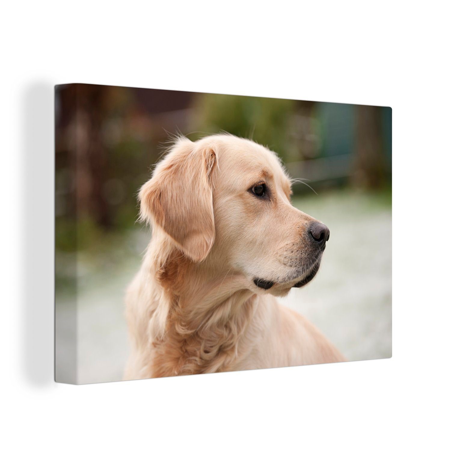 OneMillionCanvasses® Leinwandbild Ein schräg aussehender Golden Retriever, (1 St), Wandbild Leinwandbilder, Aufhängefertig, Wanddeko, 30x20 cm