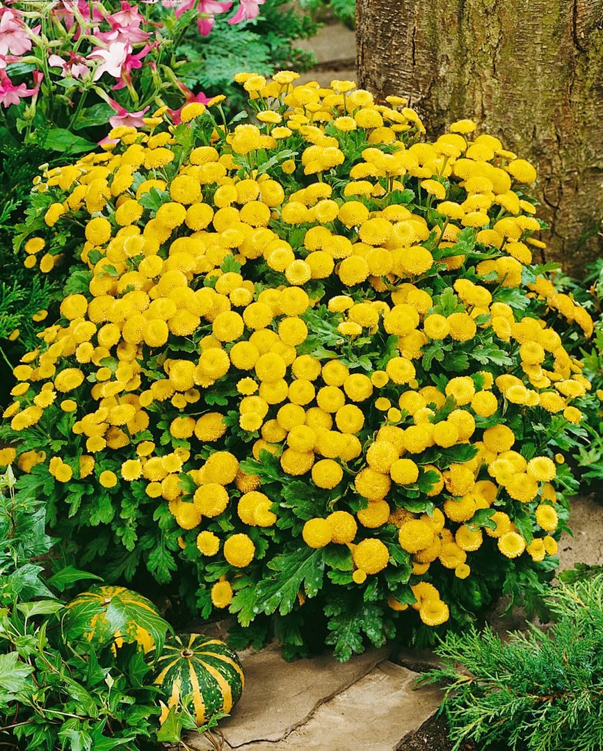 Pflanzen für Dich Staude Tanacetum parthenium, 1 St., Mutterkraut, Falsche Kamille, Fieberkraut – Bild 5 von 5