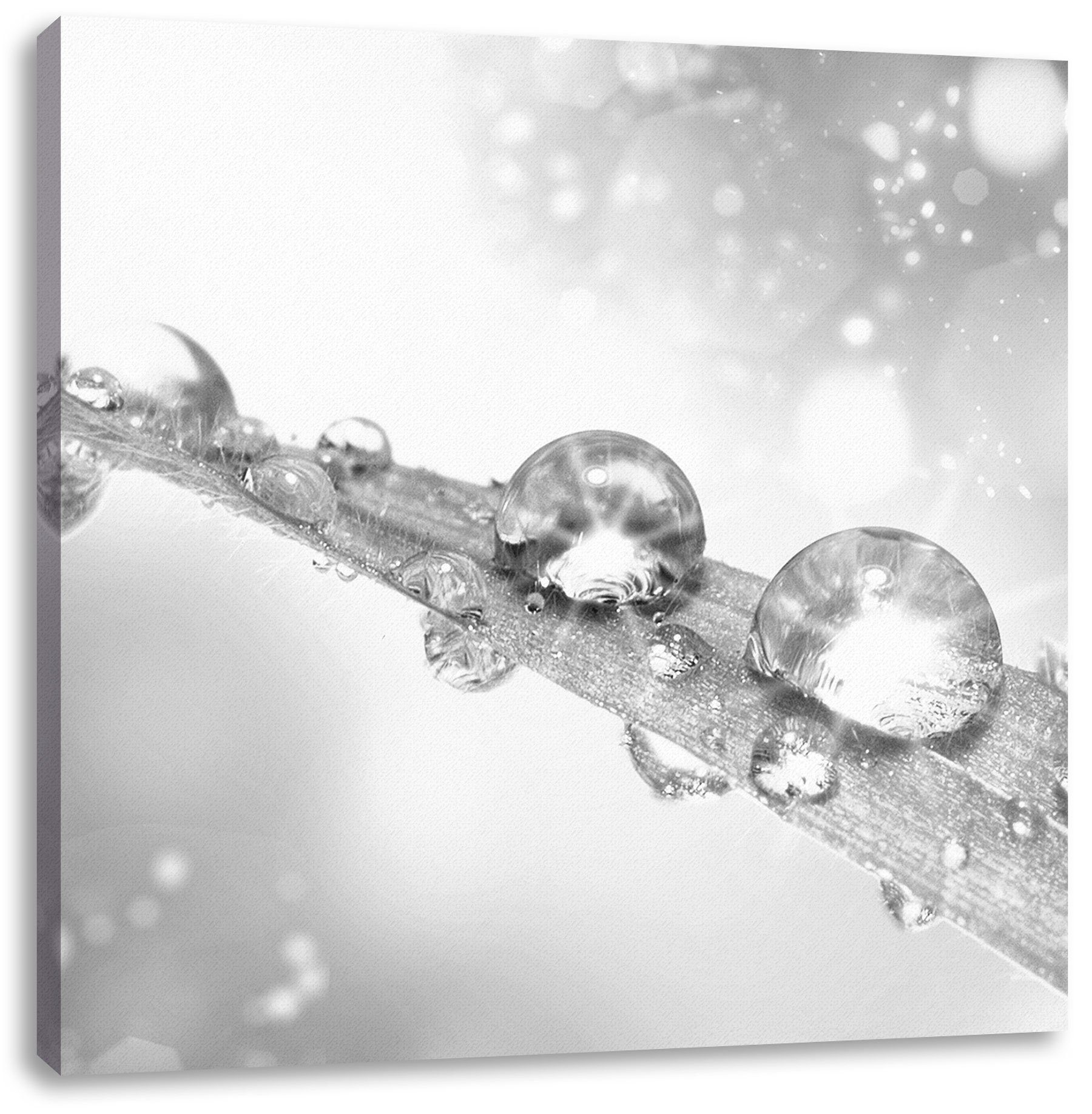 Pixxprint Leinwandbild Wassertropfen auf Grashalm, Wassertropfen auf Grashalm (1 St), Leinwandbild fertig bespannt, inkl. Zackenaufhänger