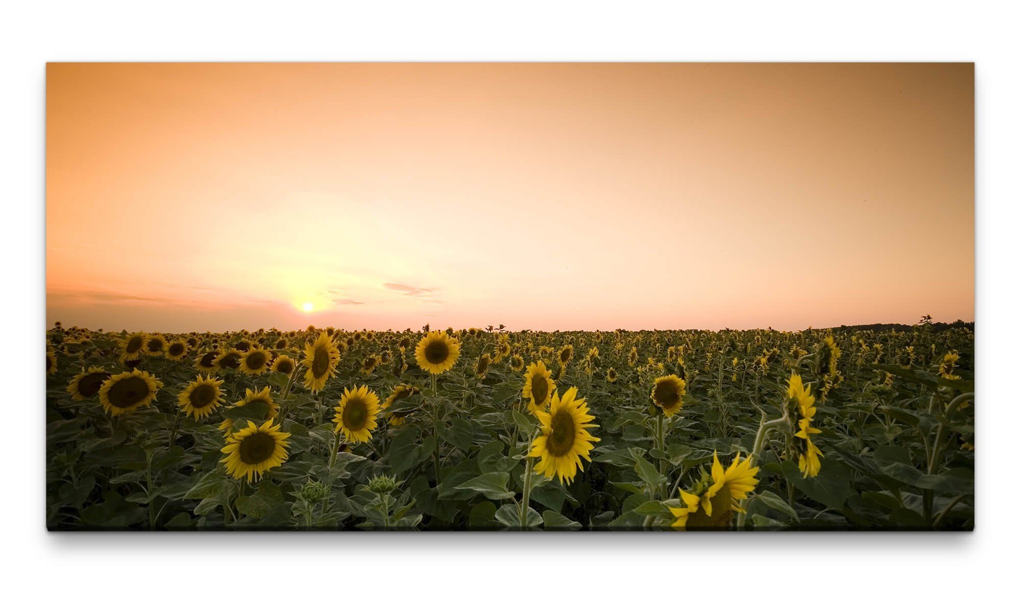Leinwandbild Bilder XXL Sonnenblumenfeld bei Abenddämmerung 50x100cm Wandbild auf Leinwand