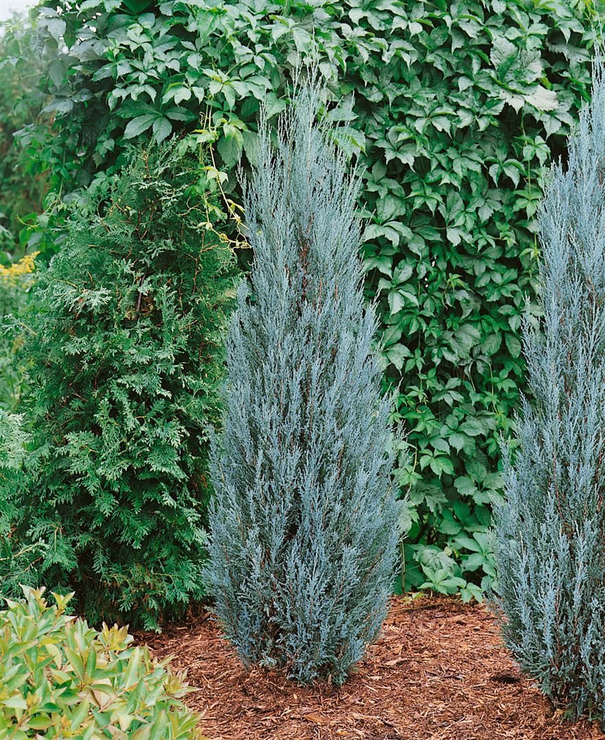 Pflanzen für Dich Konifere Juniperus scop. Blue Arrow, 1 St., Felsengebirgs-Wacholder, Säulenwacholder, blaugrün, säulenförmig – Bild 3 von 5