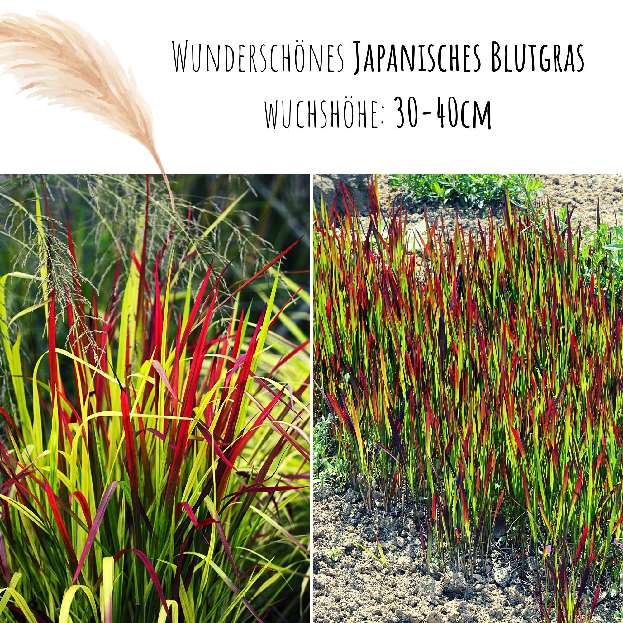 HappySeed Blumensamen Japanisches Blutgras Samen - Imperata cylindrica, Blumen – Bild 3 von 5