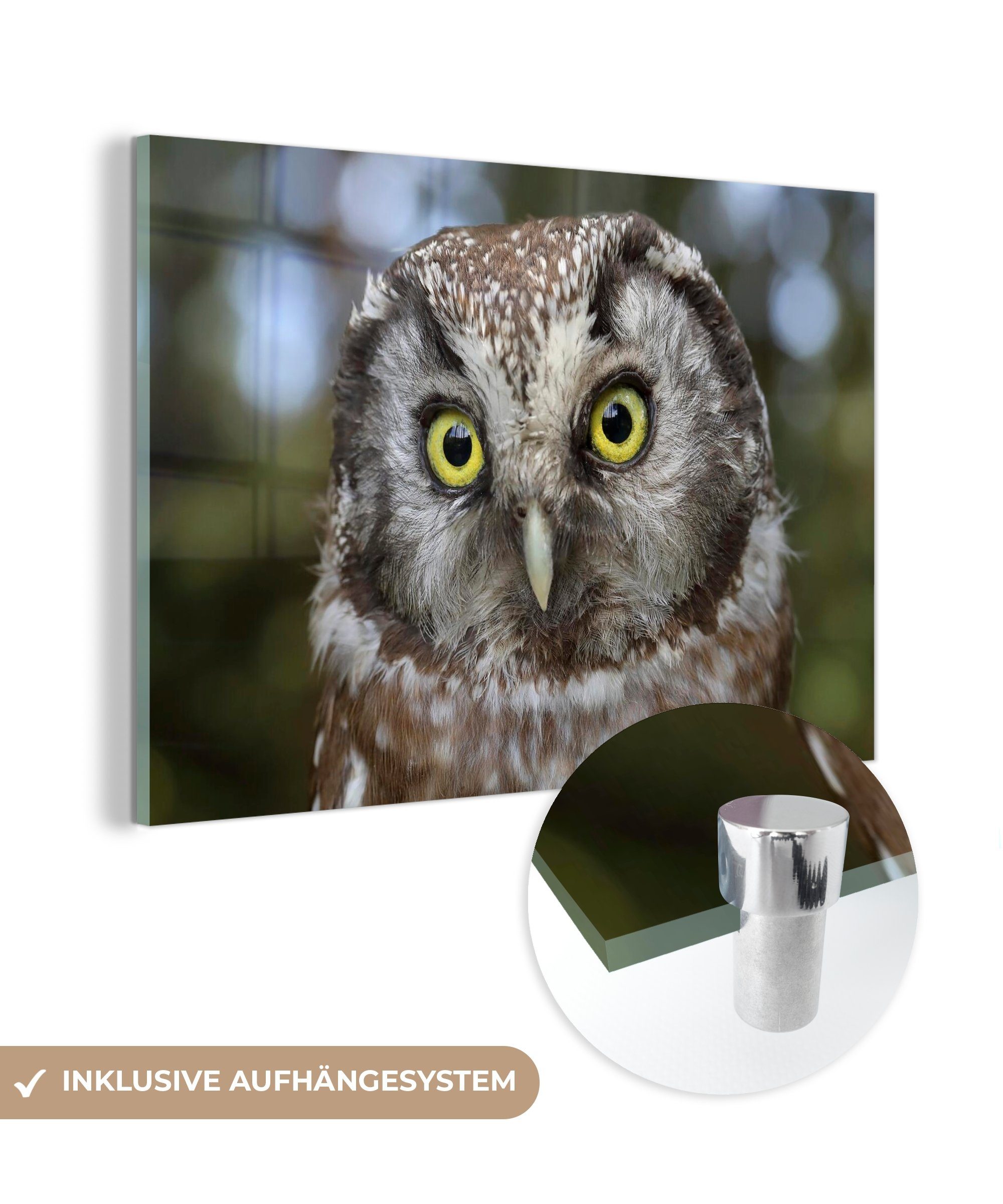 100% authentisch MuchoWow Acrylglasbild Tierporträt eines Schlafzimmer St), (1 & Waldkauzes, Wohnzimmer Acrylglasbilder