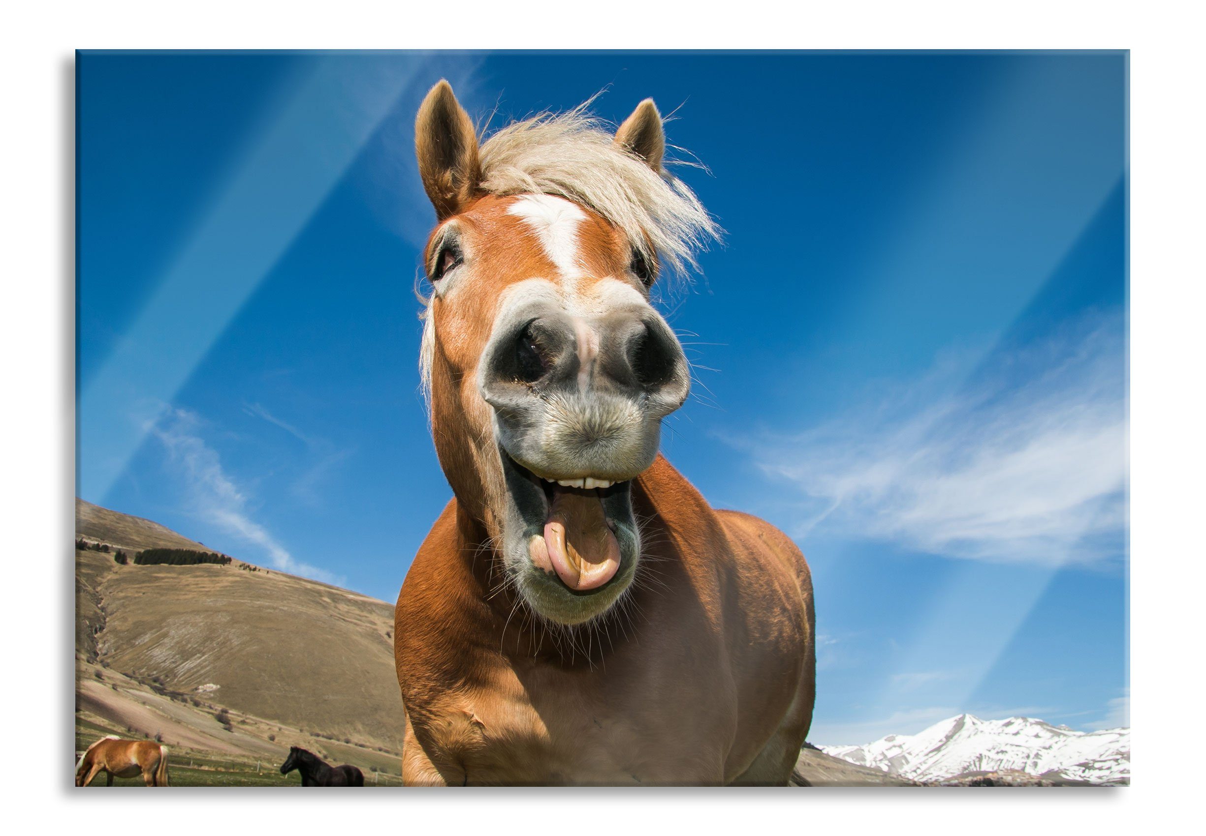 Pixxprint Glasbild Lustiges Pferd in der Natur, Lustiges Pferd in der Natur (1 St), Glasbild aus Echtglas, inkl. Aufhängungen und Abstandshalter