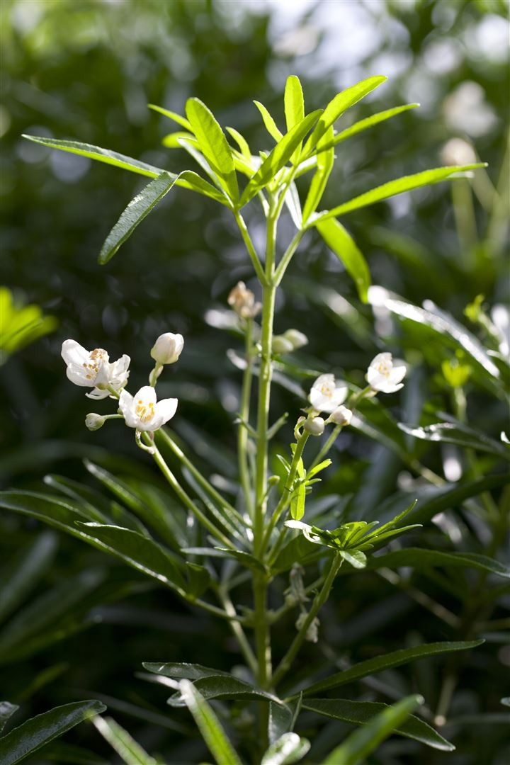 Pflanzen für Dich Gehölze Choisya ternata White Dazzler, 1 St., Orangenblume, Mexikanische Orangenblume