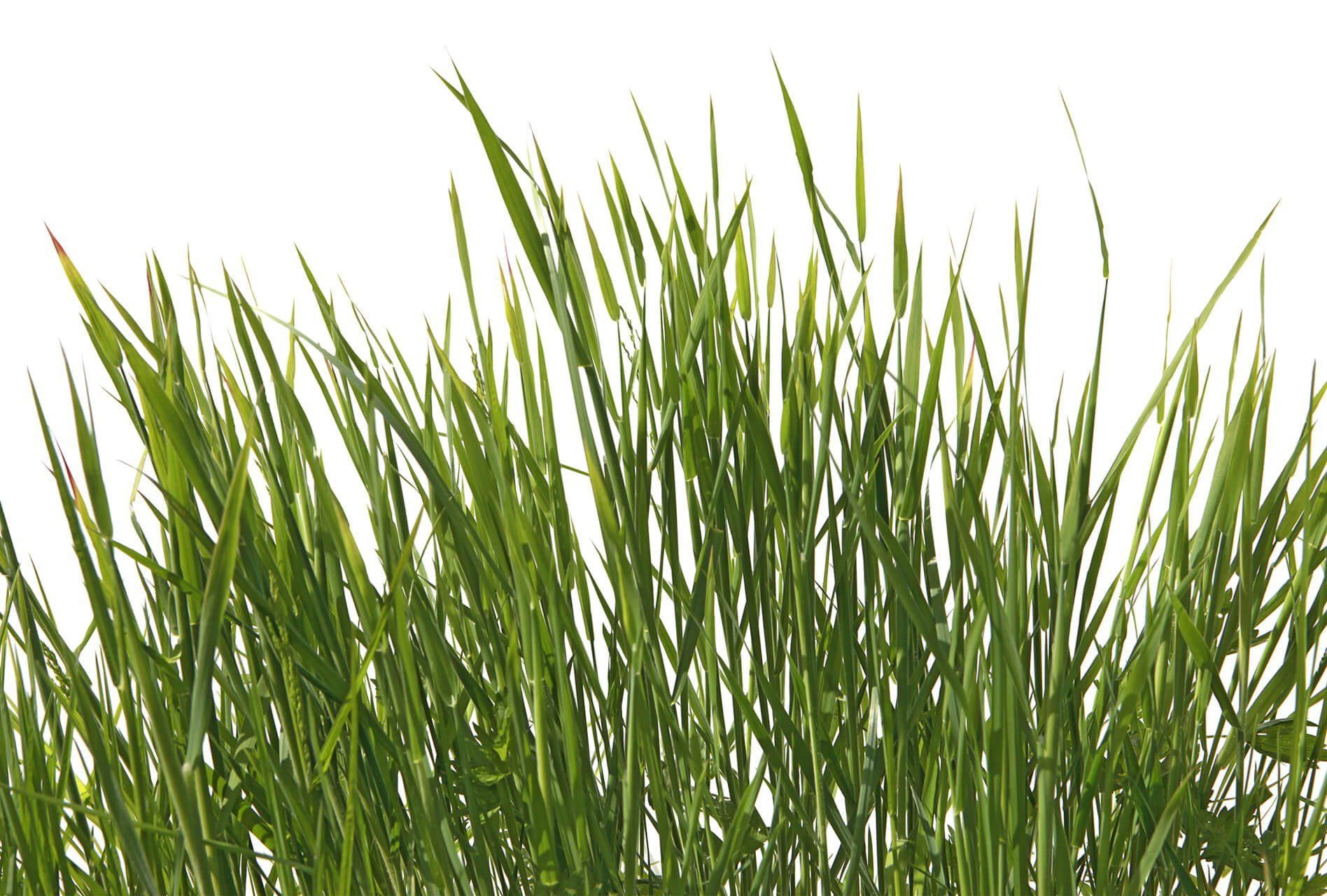 KUNSTLOFT Vliestapete Grass 4x2.7 m, leicht glänzend, lichtbeständige Design Tapete
