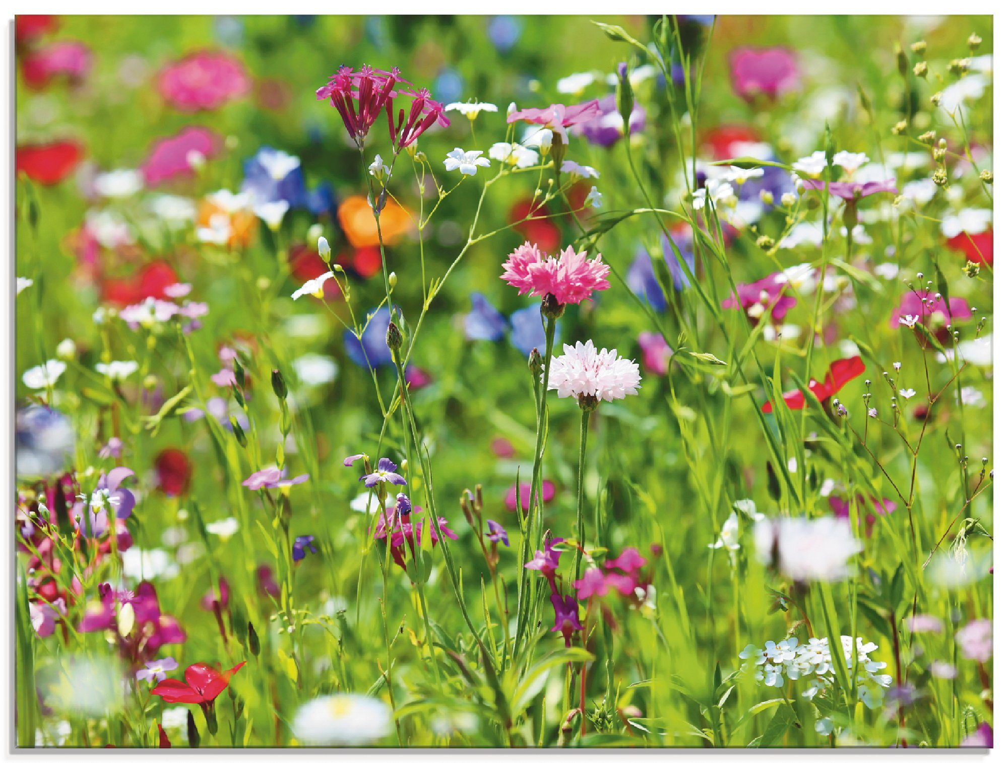 Artland Glasbild Blumenwiese I, Blumenwiese (1 St), in verschiedenen Größen