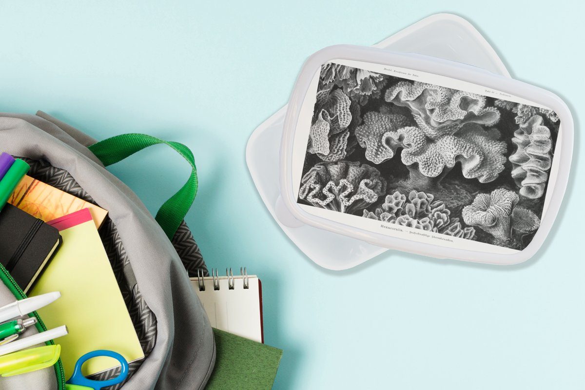 MuchoWow Lunchbox Natur, Meister - (2-tlg), Kunst für Brotdose, Alte Haeckel Koralle und - Kinder Mädchen - Jungs - Kunststoff, weiß Ernst und für Brotbox Erwachsene