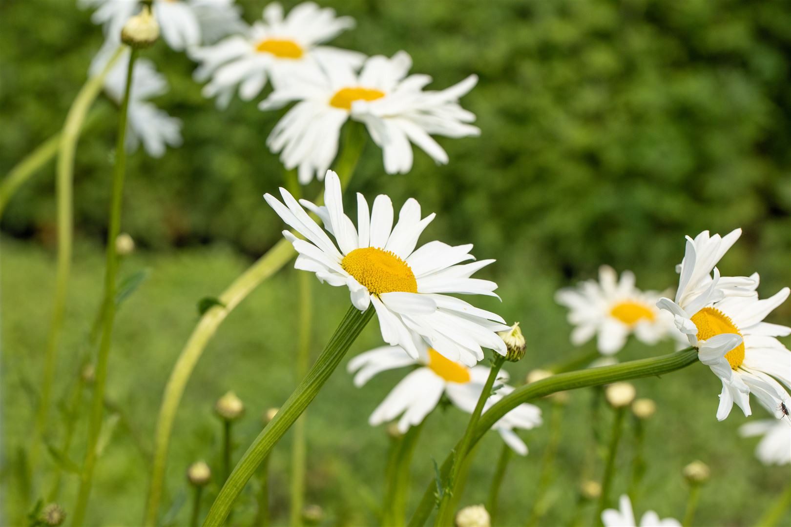 Pflanzen für Dich Staude Leucanthemum vulg. Maikönigin, 1 St., Margerite, Wiesen-Margerite