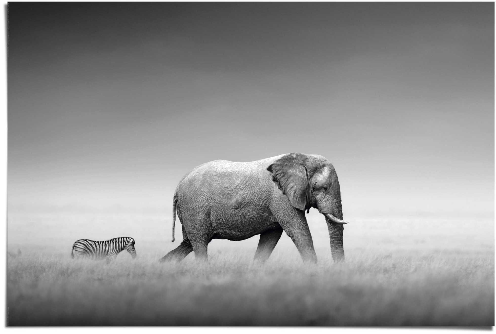 der Elefant, (1 Könige Reinders! St) Natur Poster