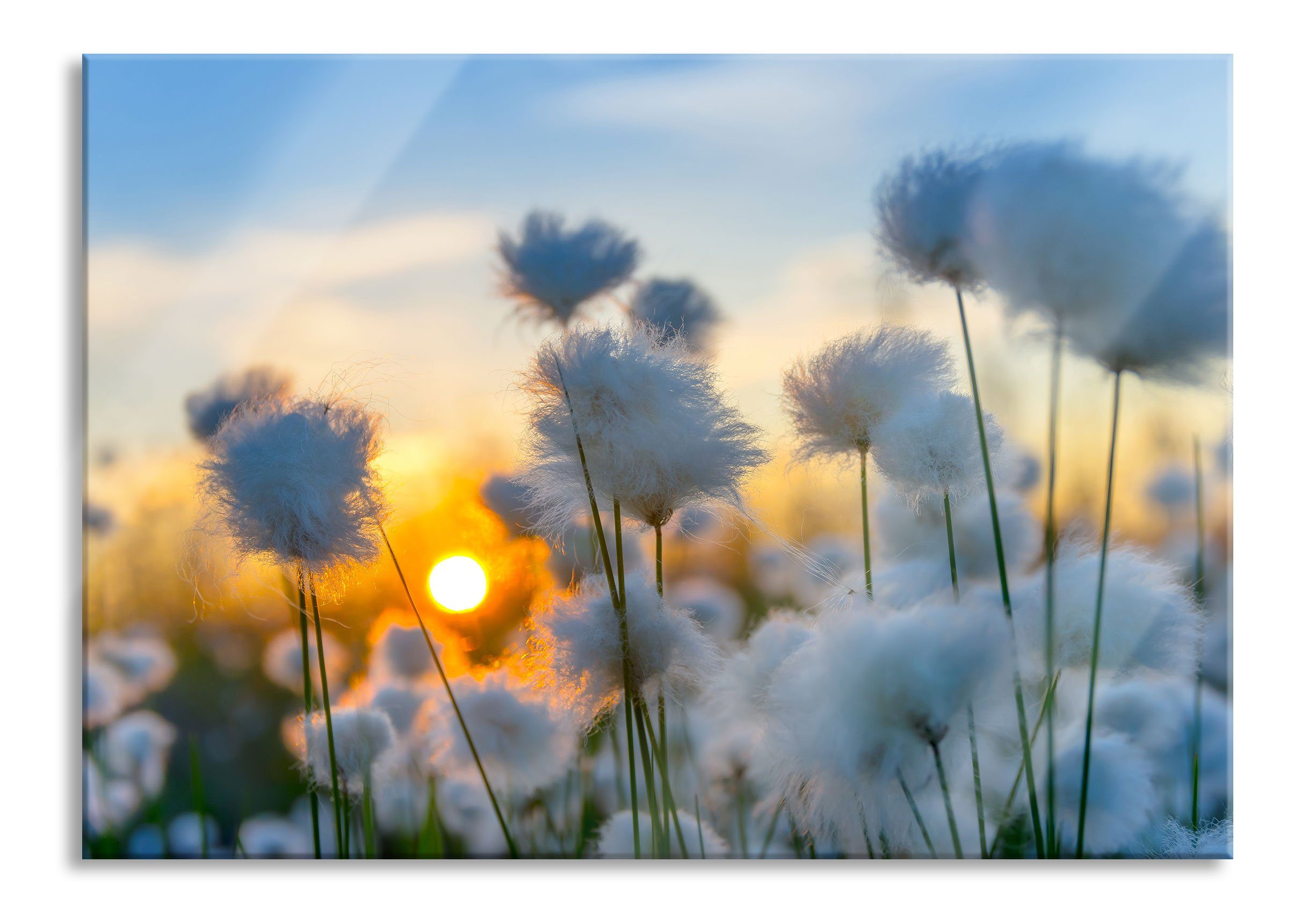 Pixxprint Glasbild Baumwollblüten im Baumwollblüten St), Aufhängungen aus Sonnenuntergang inkl. Sonnenuntergang, und Glasbild Echtglas, im Abstandshalter (1