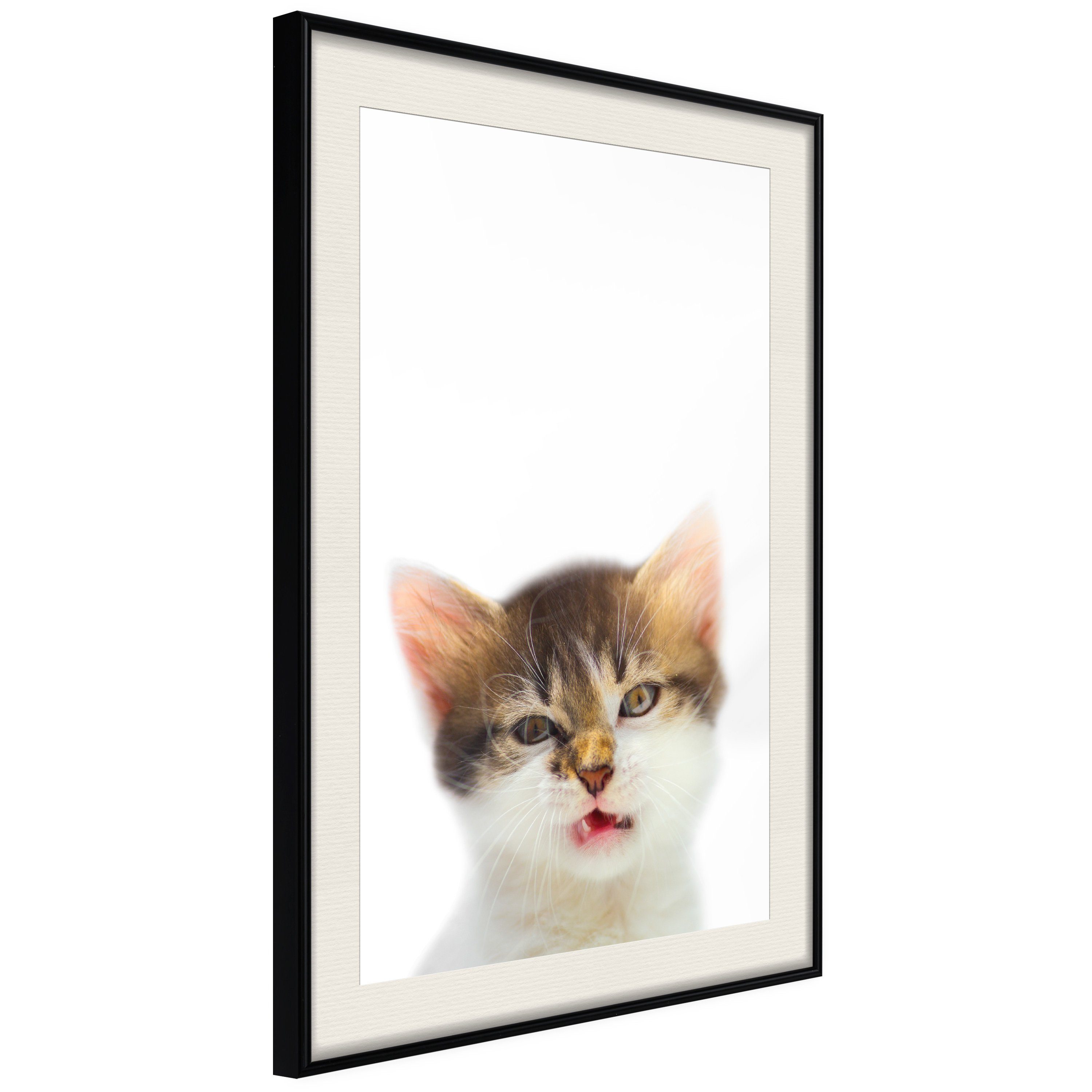 Poster Vexed Cat