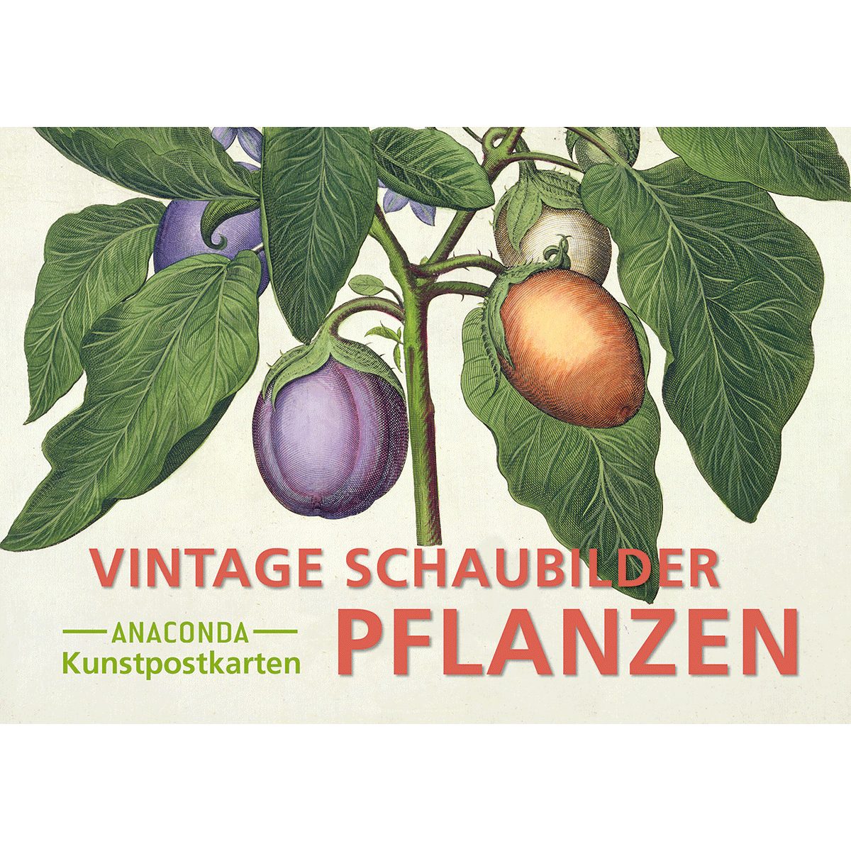 Anaconda Grußkarte Postkarten-Set Vintage-Schaubilder Pflanzen: 18 Kunstpostkarten aus