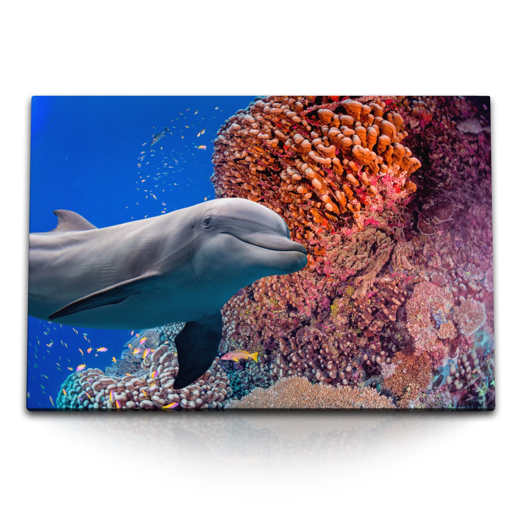 Sinus Art Leinwandbild 120x80cm Wandbild auf Leinwand Delfin Korallen Korallenriff unter Wass, (1 St)