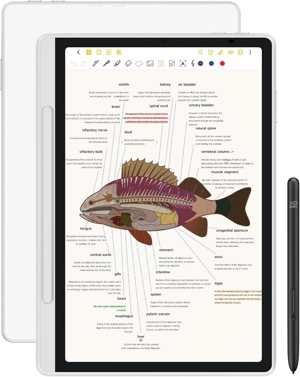 XP-PEN Magic Note Pad Tablet (10,95", 16384 Druckstufen)