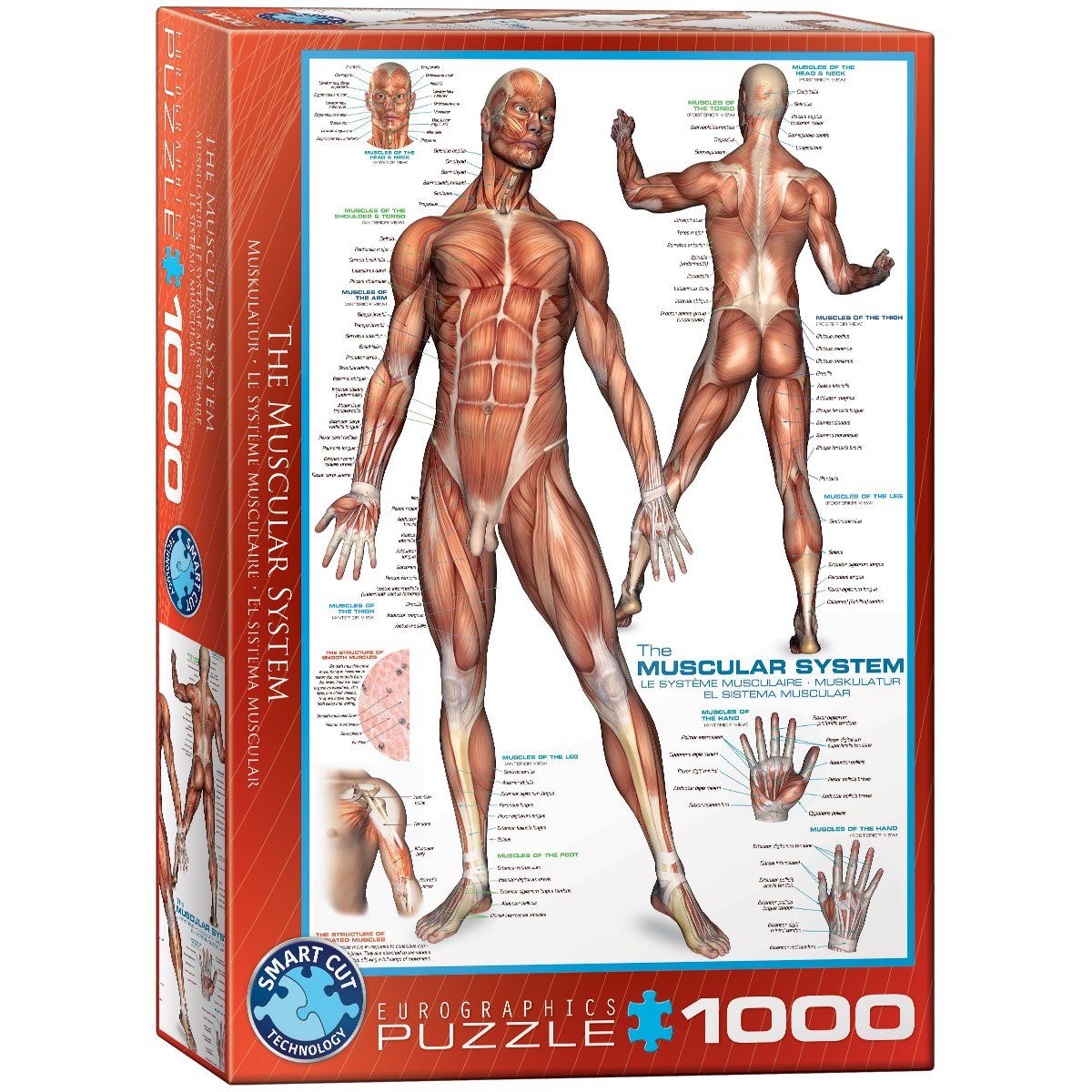EUROGRAPHICS Puzzle EuroGraphics 6000-2015 Das Muskelsystem Puzzle, 1000 Puzzleteile