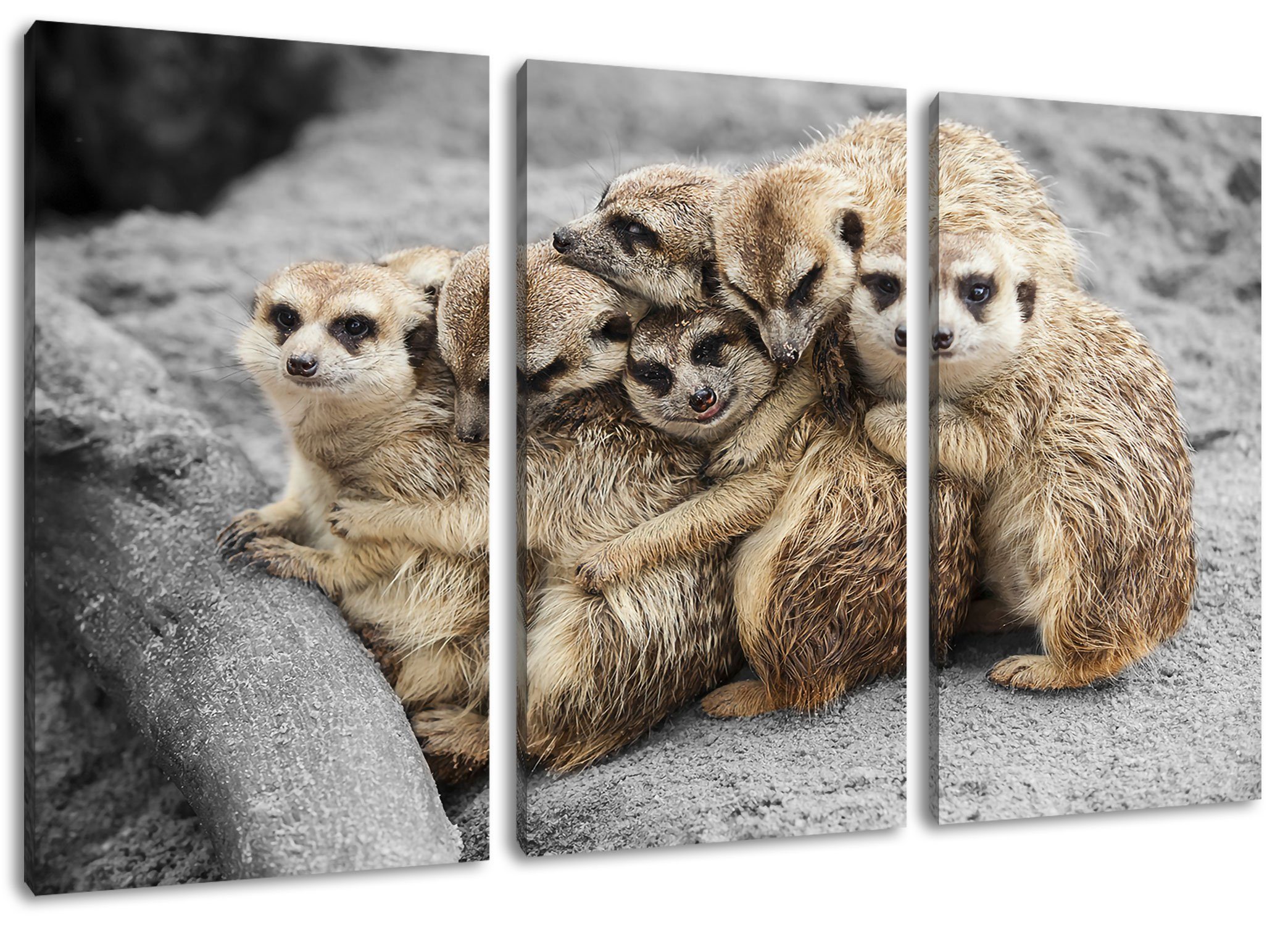 ᐅ Pixxprint Leinwandbild süße Erdmännchen kuscheln, süße Erdmännchen ...