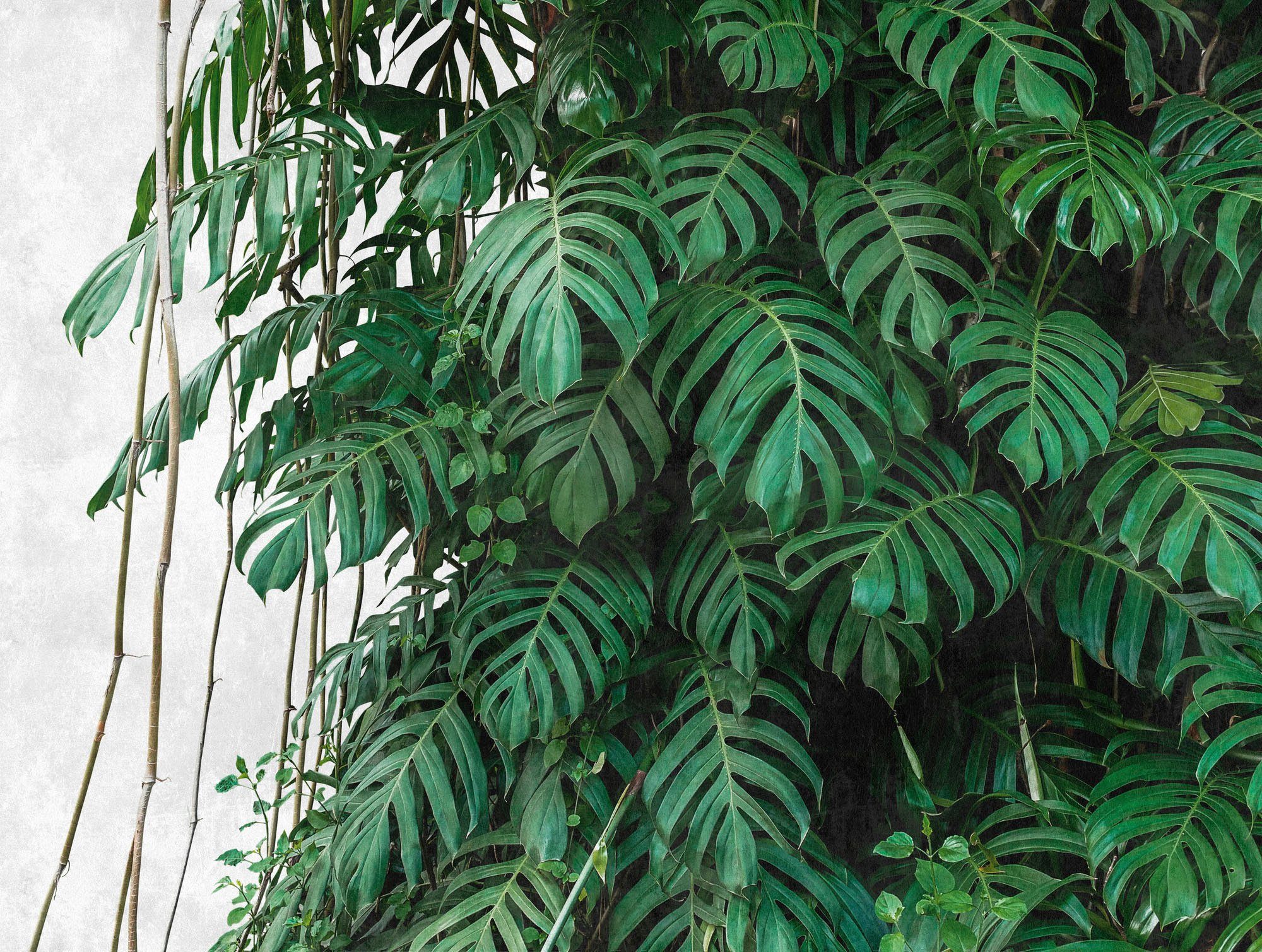 Grün Dschungel botanisch, Tapete natürlich, glatt, Wall, Grau naturalistisch, living Fototapete Fototapete Palmen walls The
