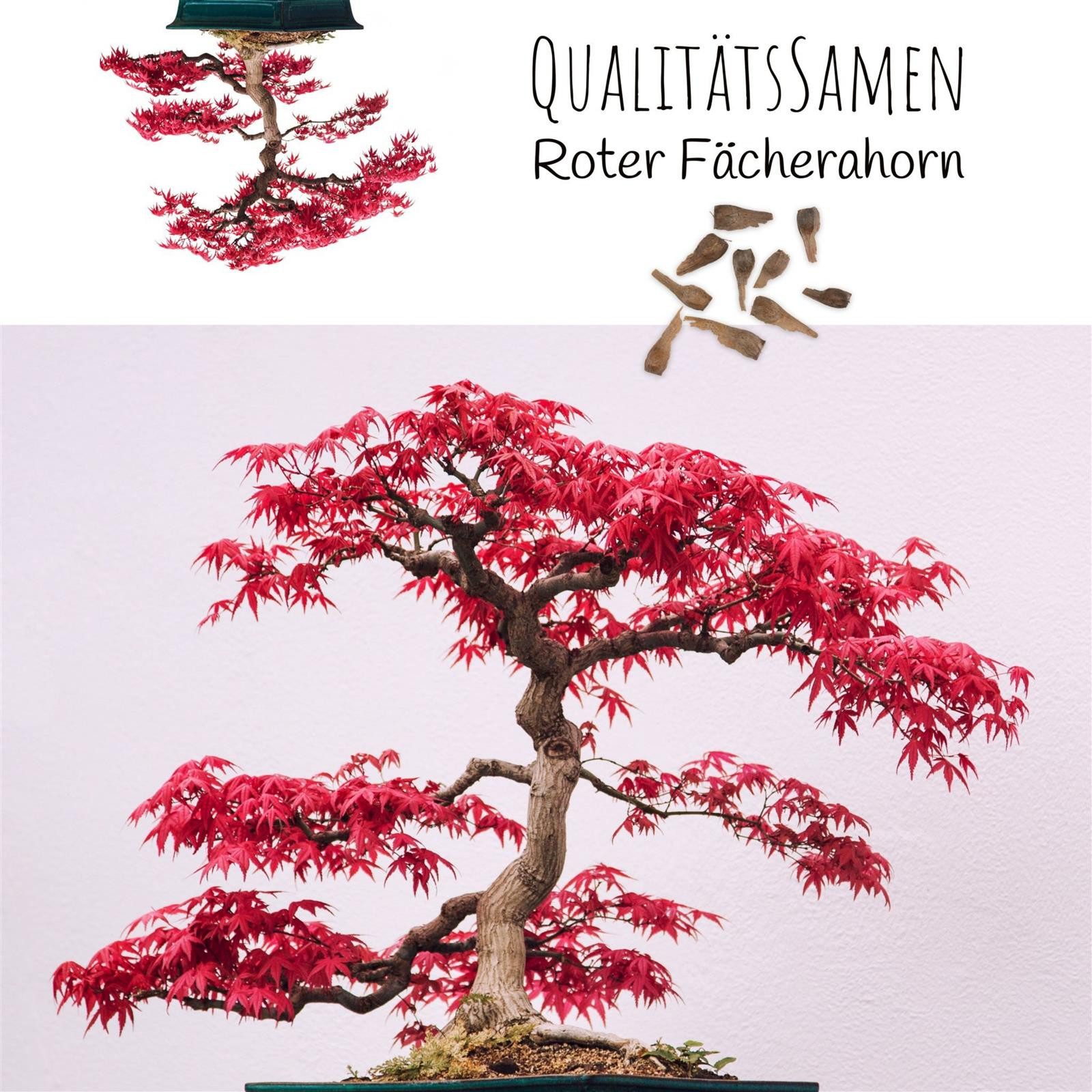 HappySeed Blumensamen Außergewöhnliche Bonsai Samen mit hoher Keimrate - Ro günstig online kaufen