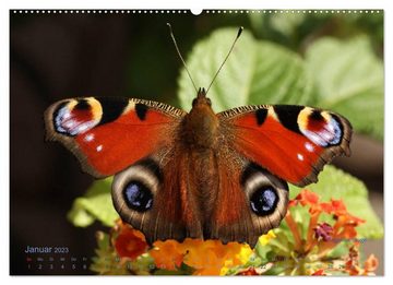 CALVENDO Wandkalender Große und kleine Schmetterlinge (Premium, hochwertiger DIN A2 Wandkalender 2023, Kunstdruck in Hochglanz)