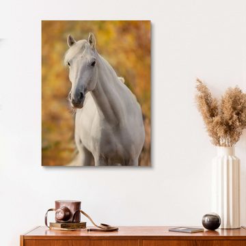 Posterlounge Holzbild Editors Choice, Weißes Pferd im Herbstlaub, Fotografie