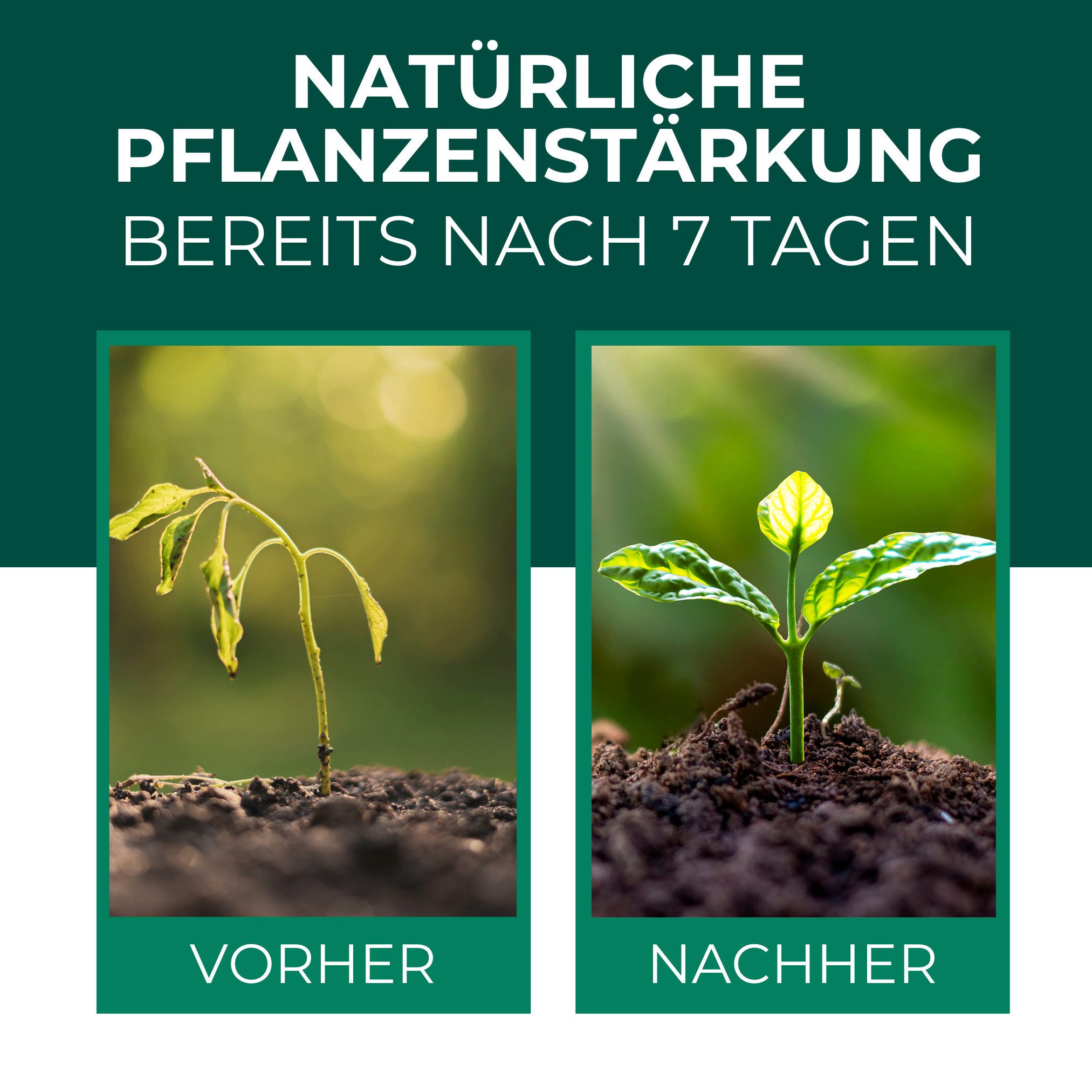 Silberkraft Pflanzenstärkungsmittel Silberkraft Neemöl mit Emulgator Pflanzenschutz inkl. Gratis E-Book, Konzentrat, Stärkt & vitalisiert Pflanzen, sofort einsa – Bild 2 von 5